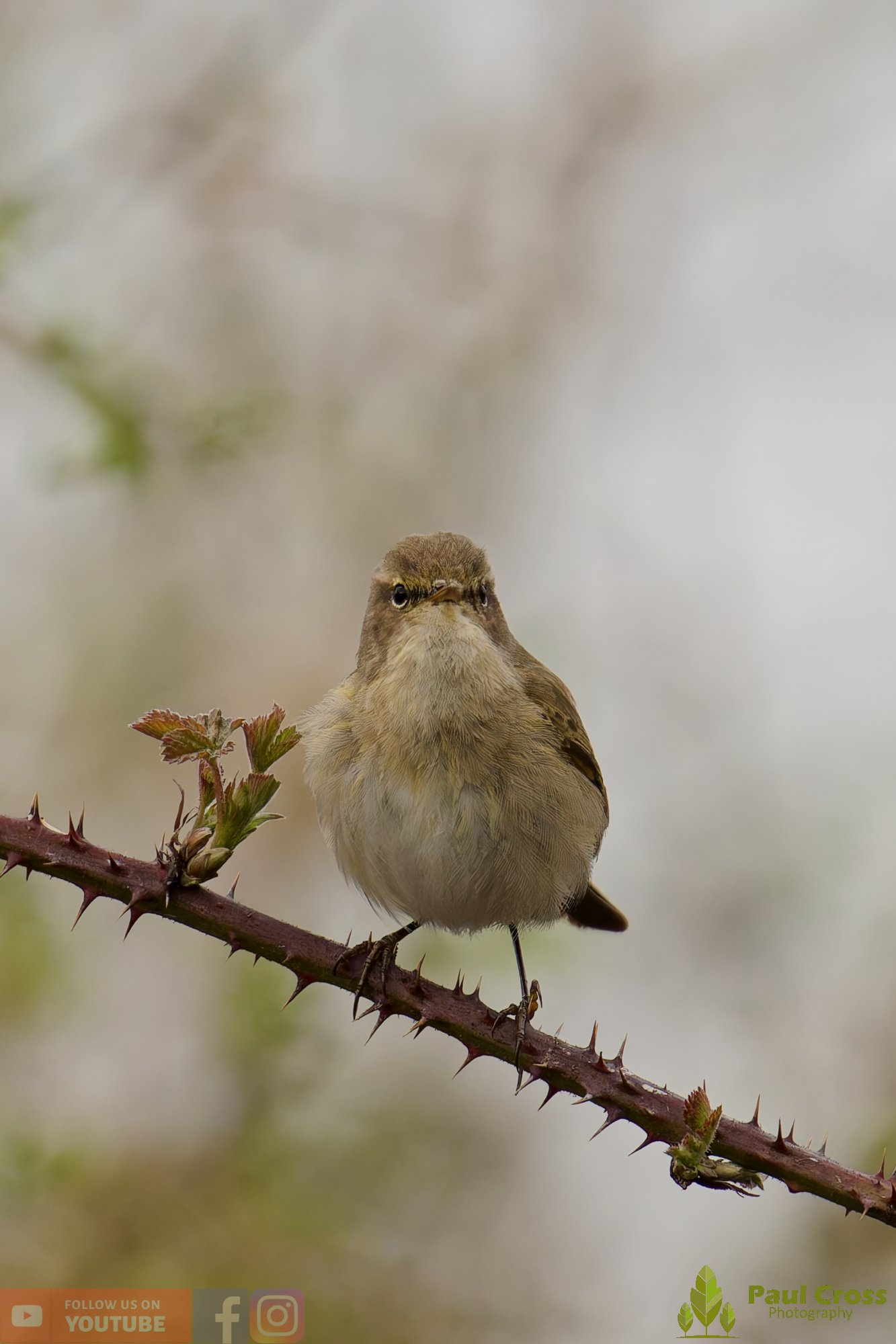 Chiffchaff-00176.jpg