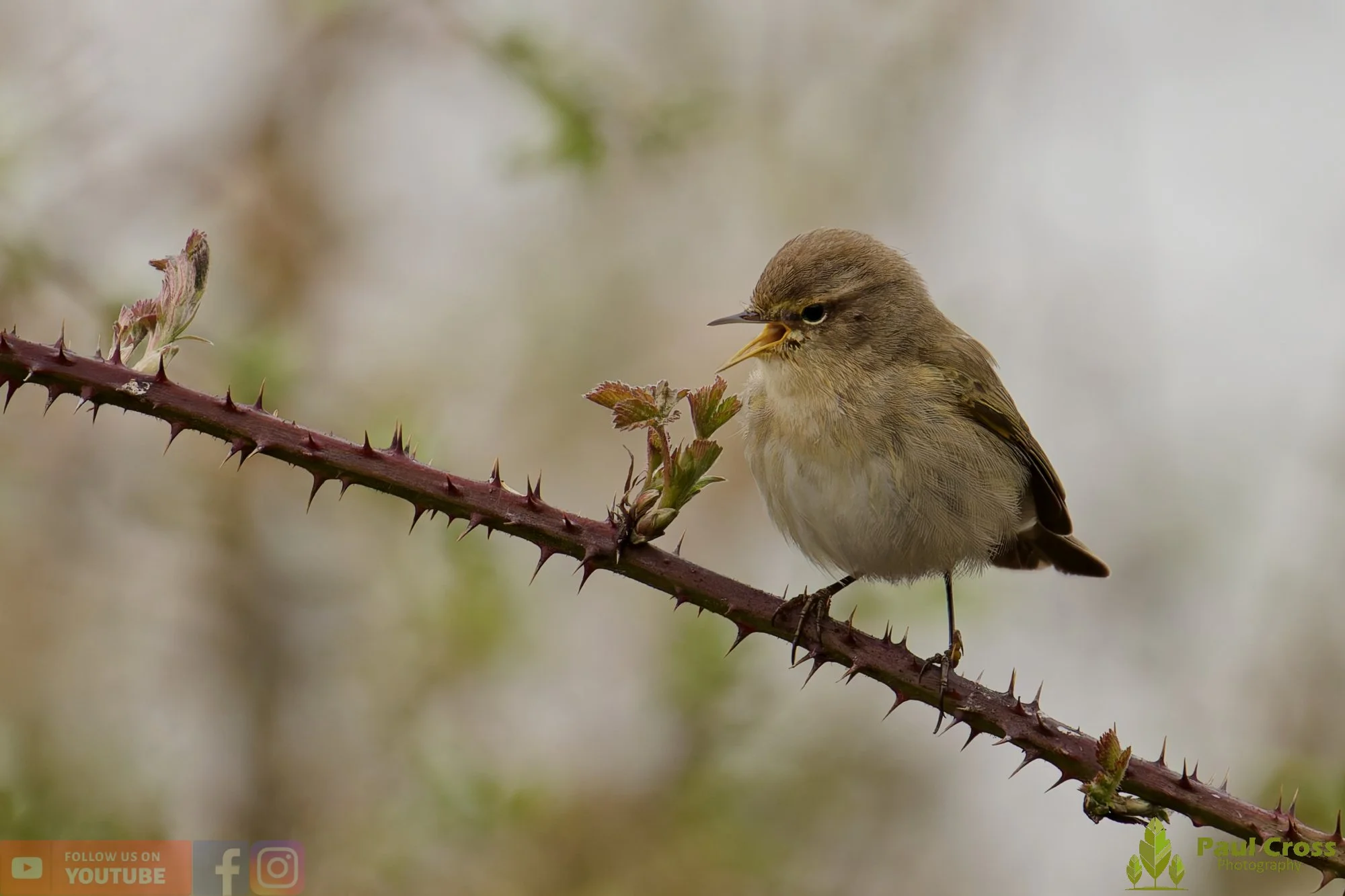 Chiffchaff-00177.jpg