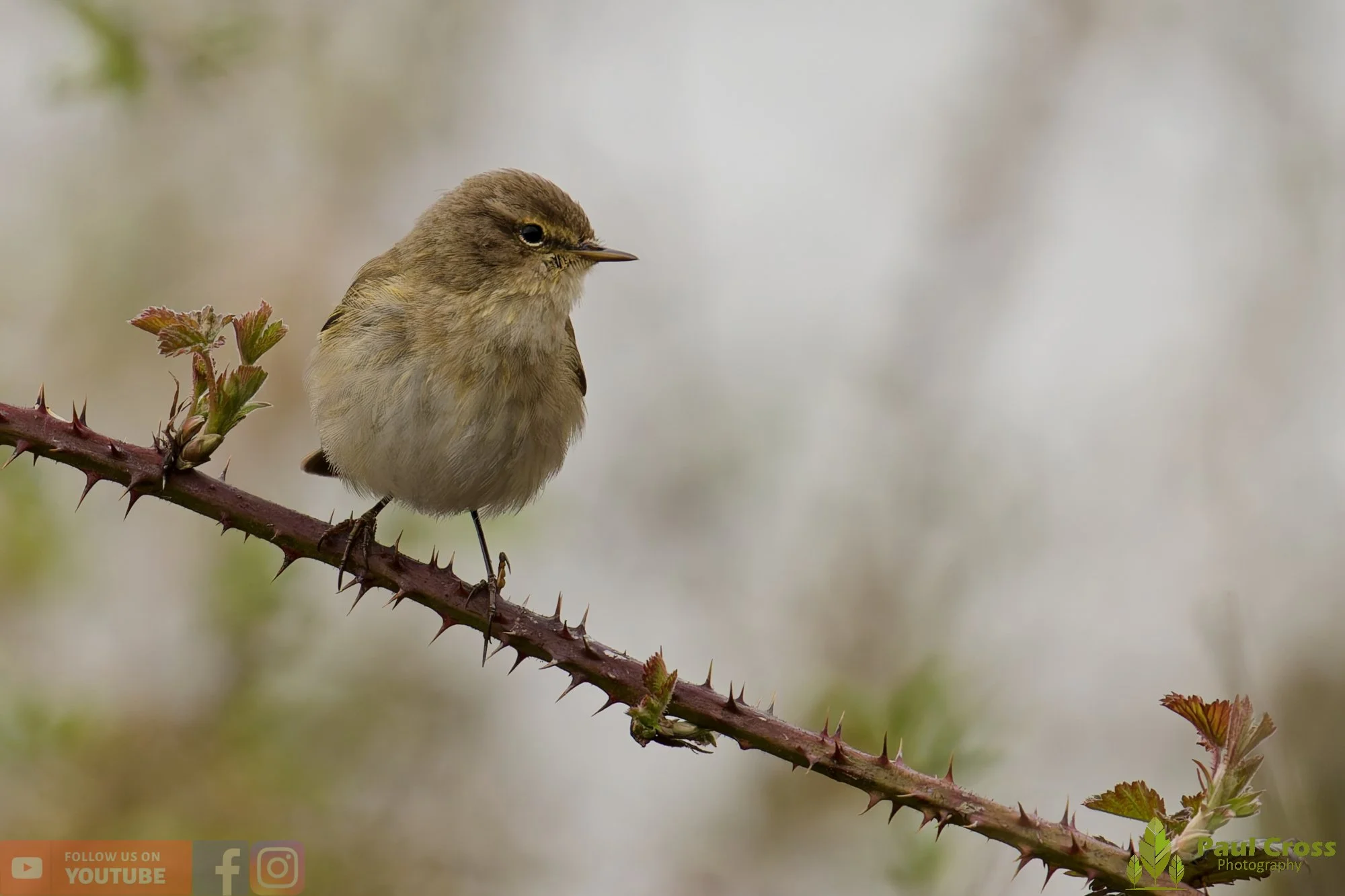 Chiffchaff-00179.jpg