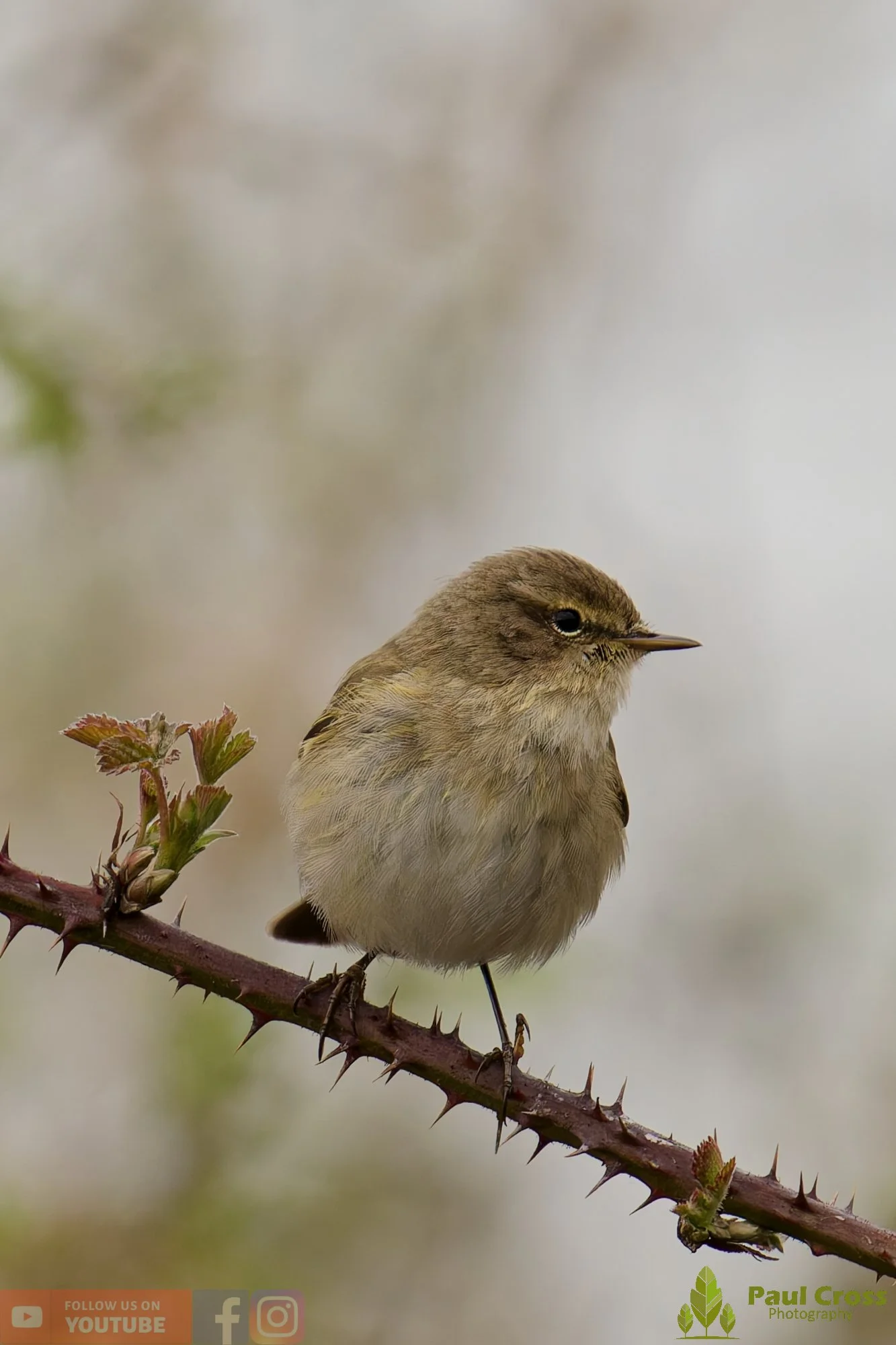Chiffchaff-00180.jpg