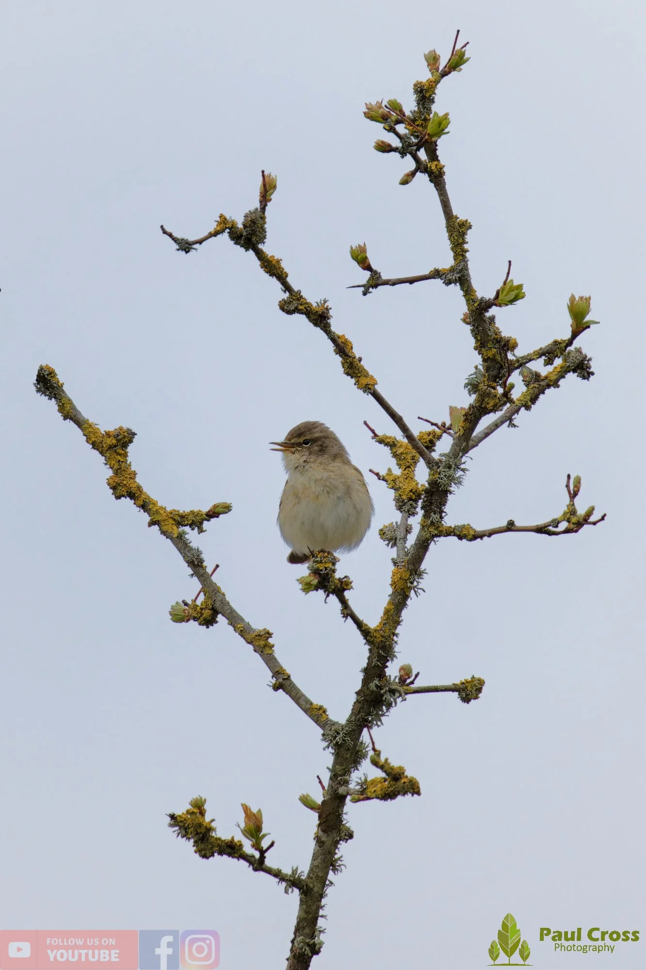 Chiffchaff-00181.jpg