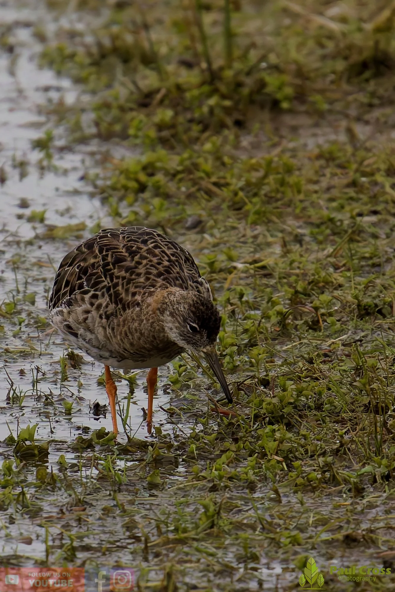 Ruff-00002.jpg