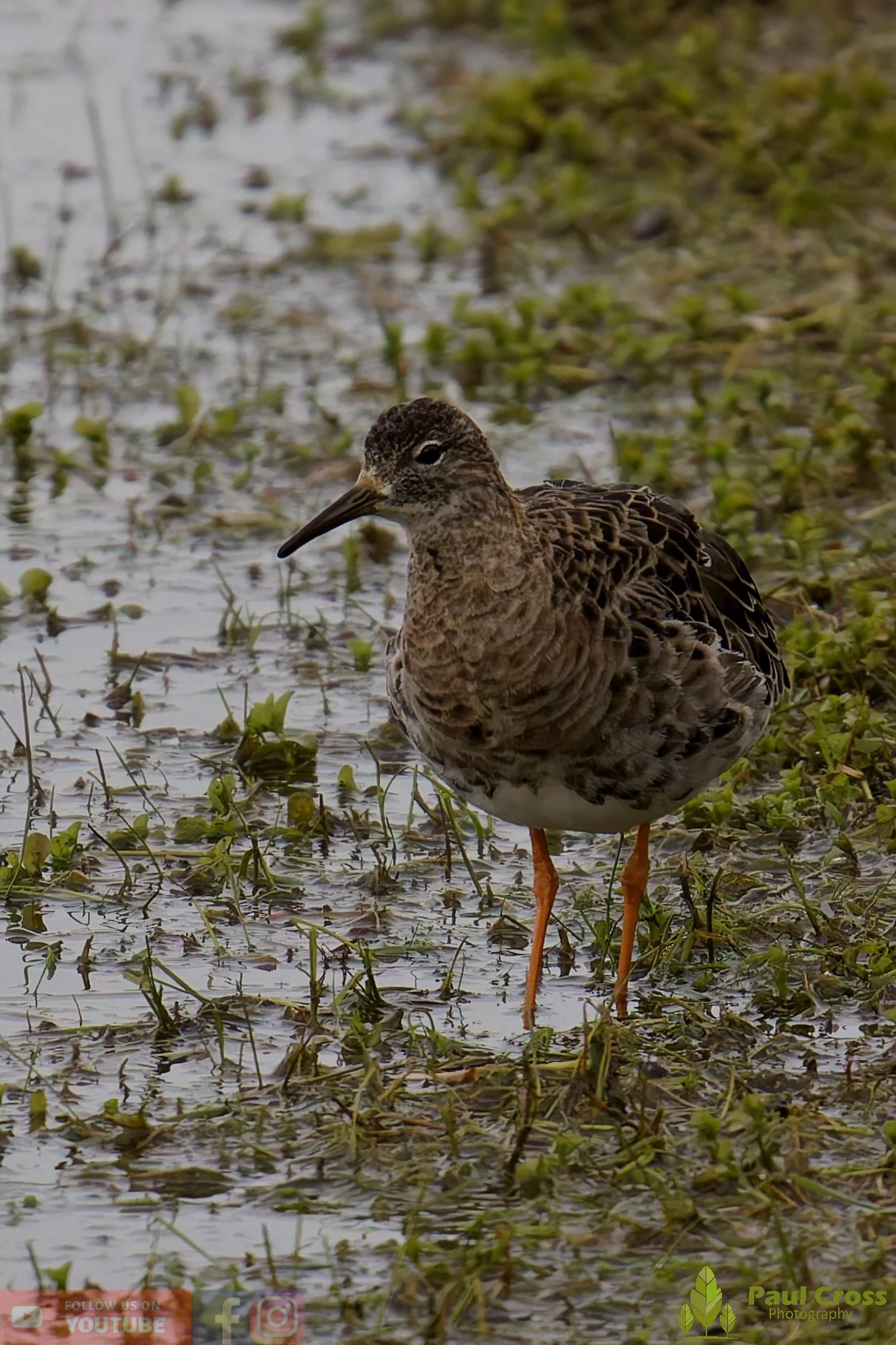 Ruff-00004.jpg