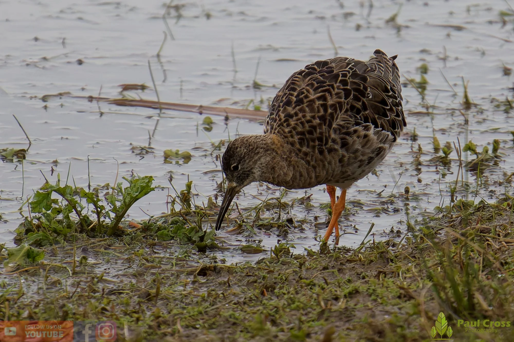 Ruff-00005.jpg