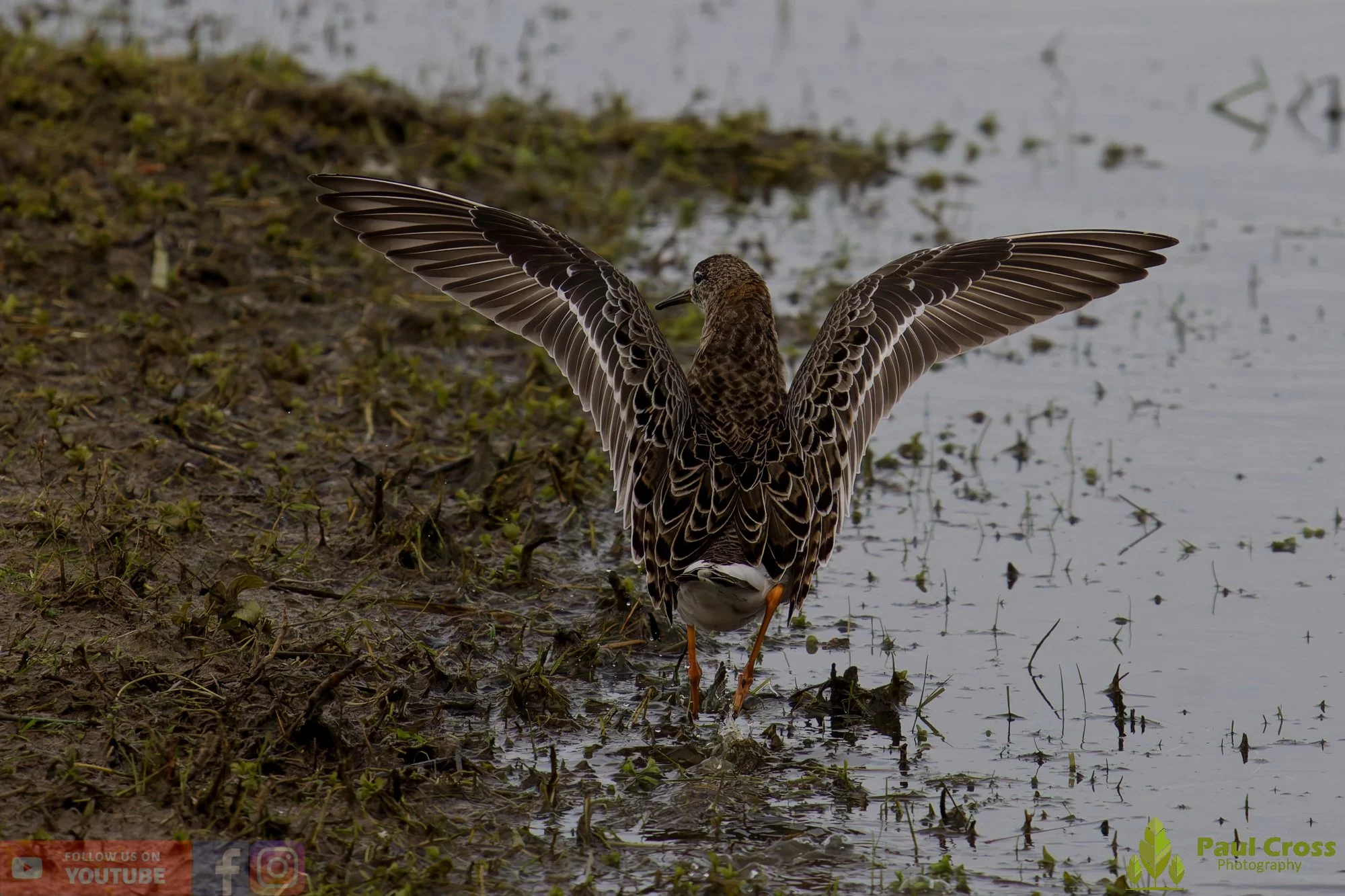 Ruff-00006.jpg