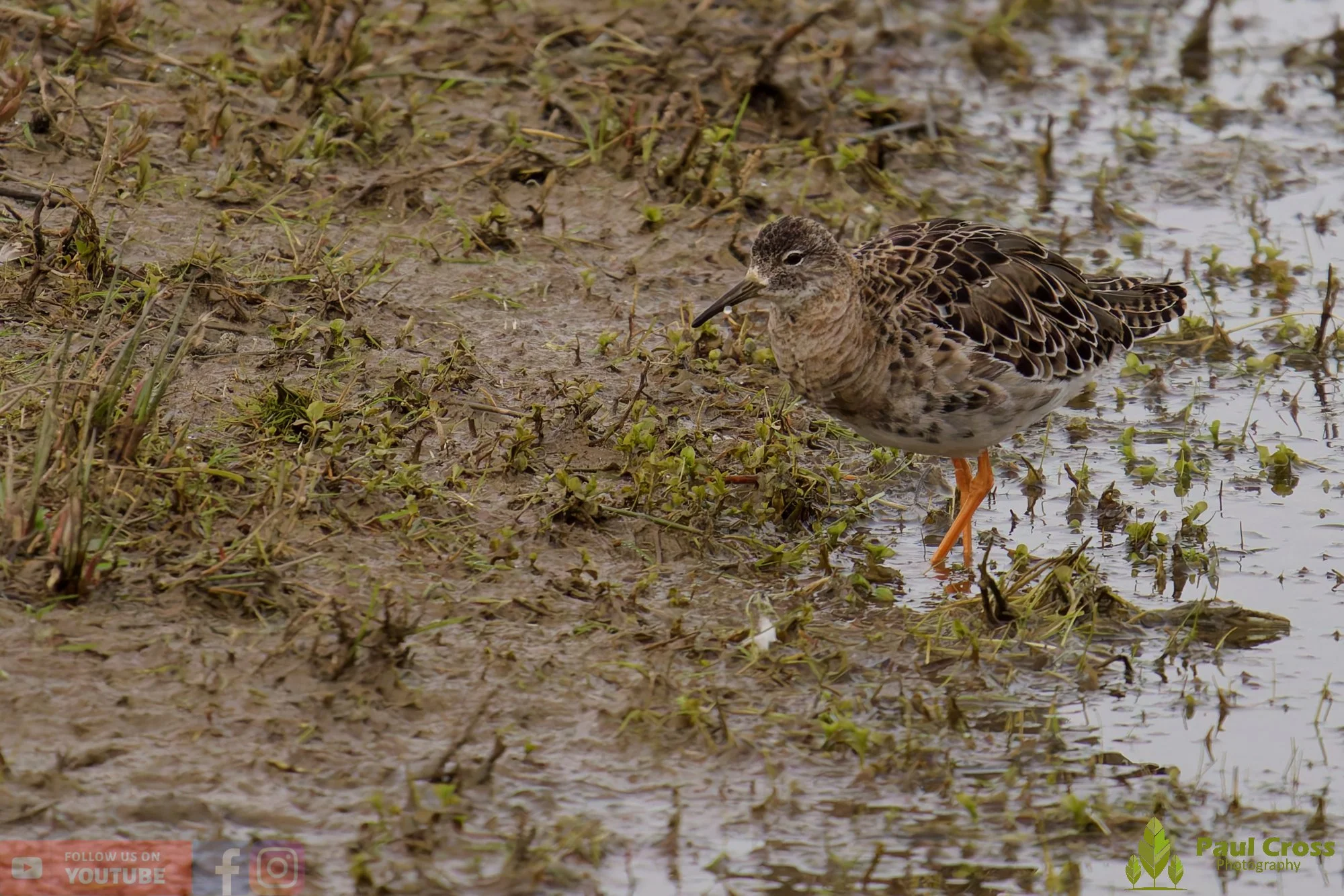 Ruff-00007.jpg