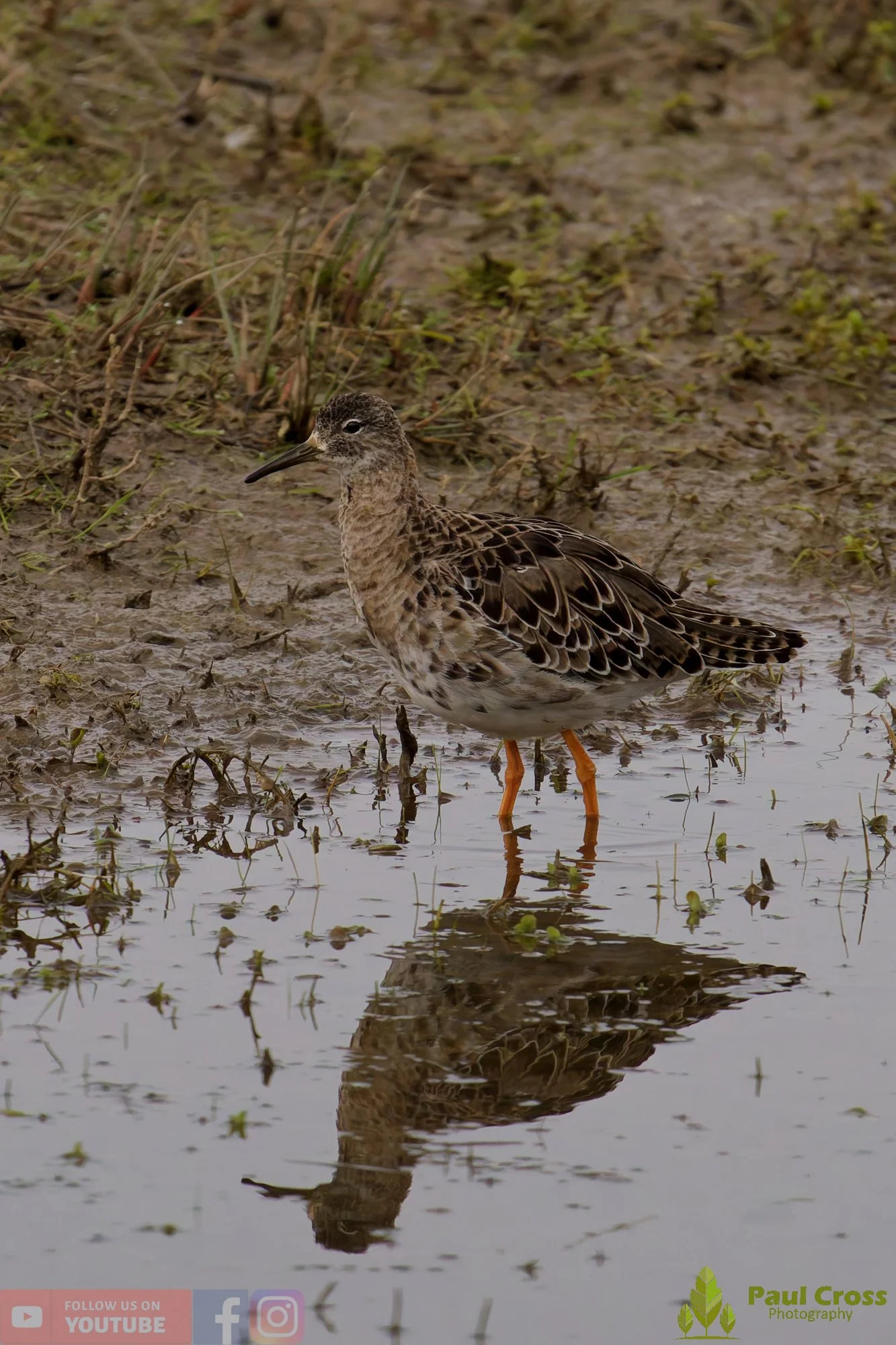 Ruff-00009.jpg