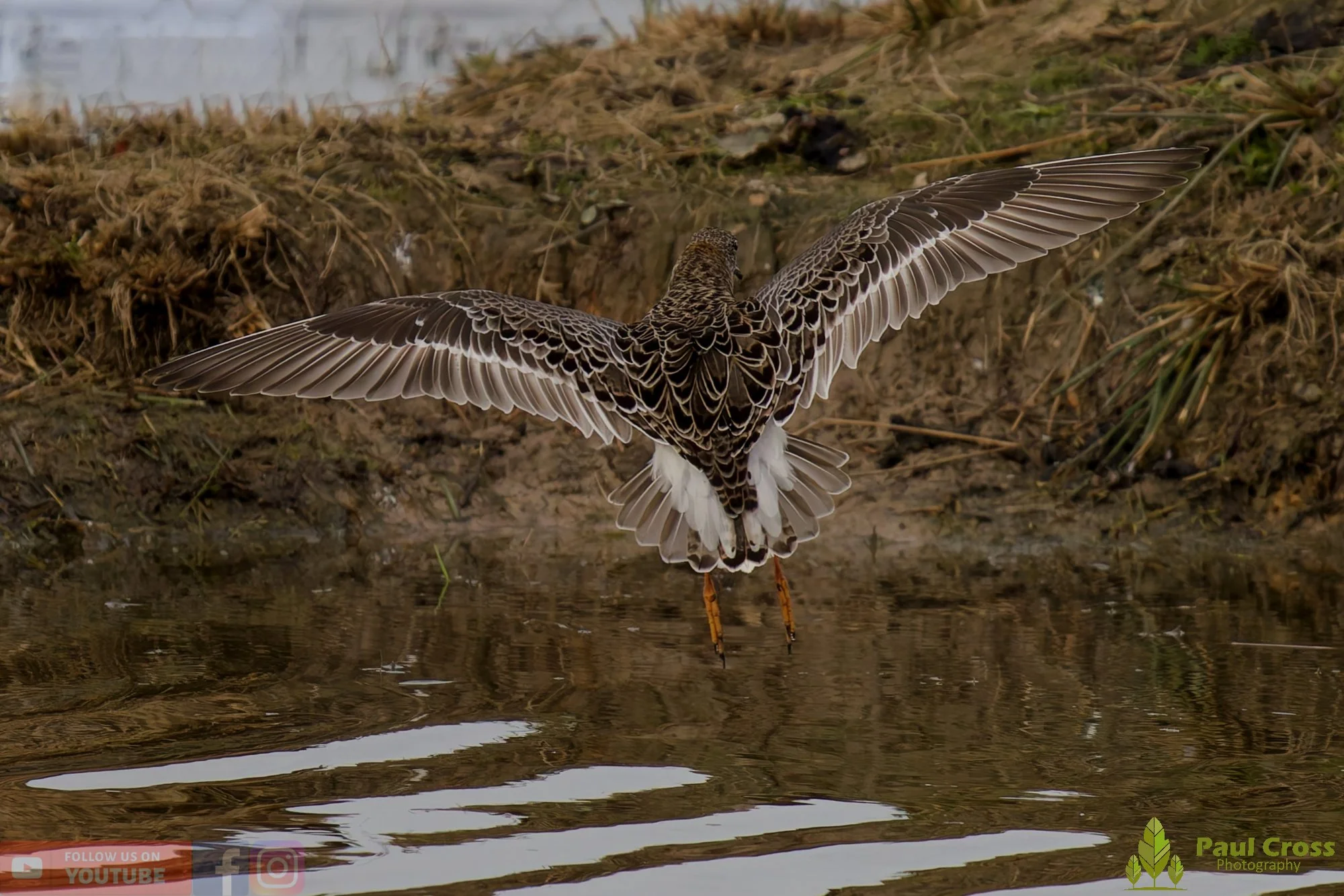 Ruff-00011.jpg