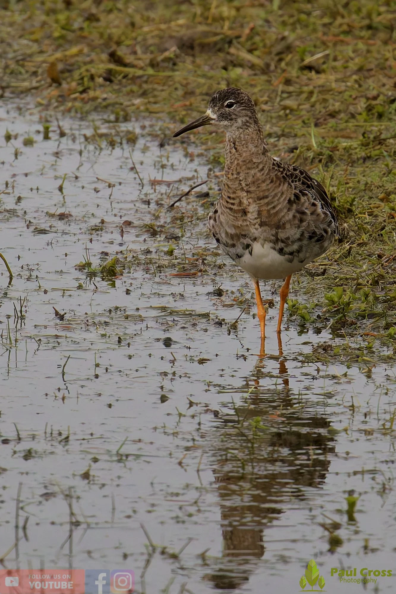 Ruff-00012.jpg
