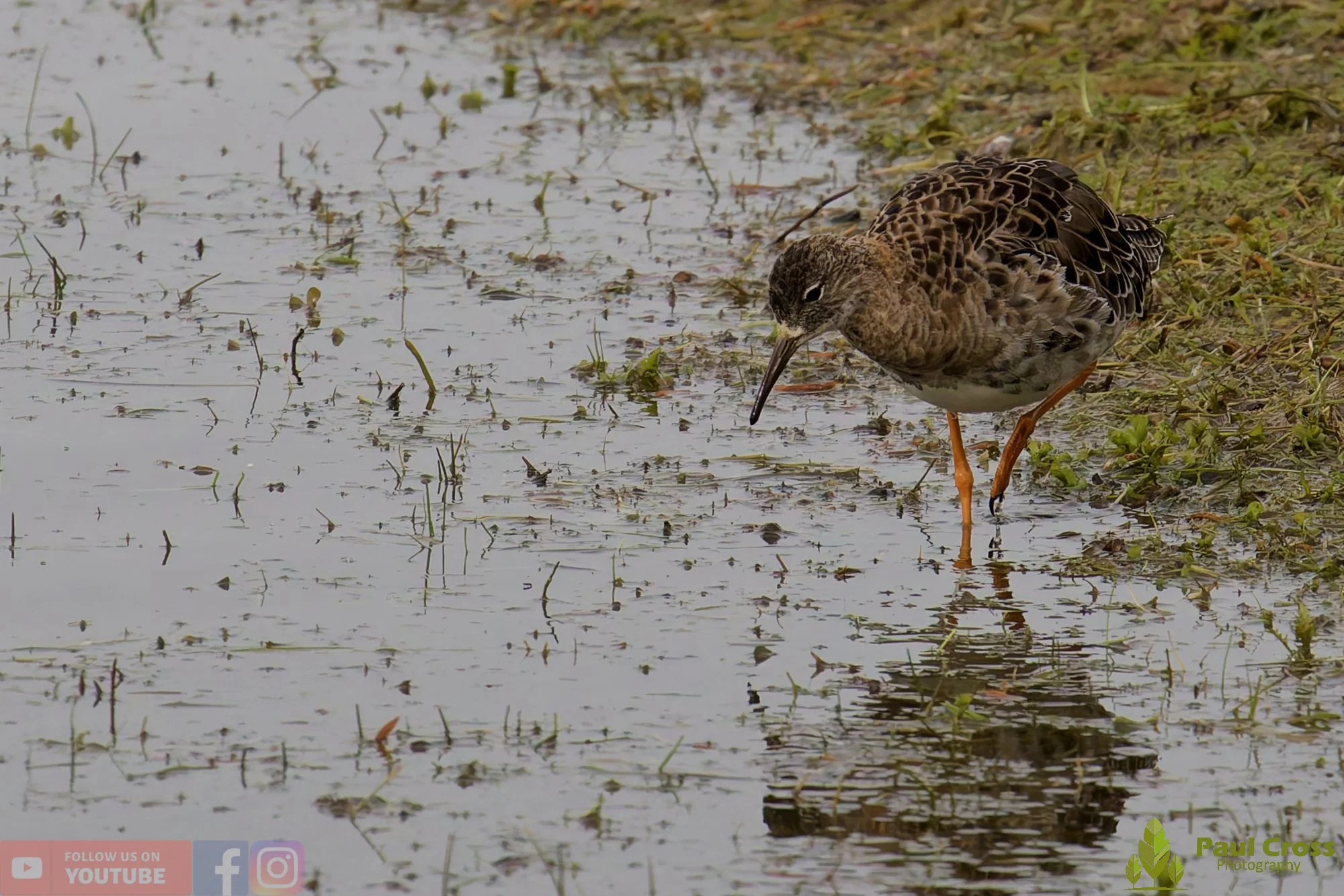Ruff-00013.jpg