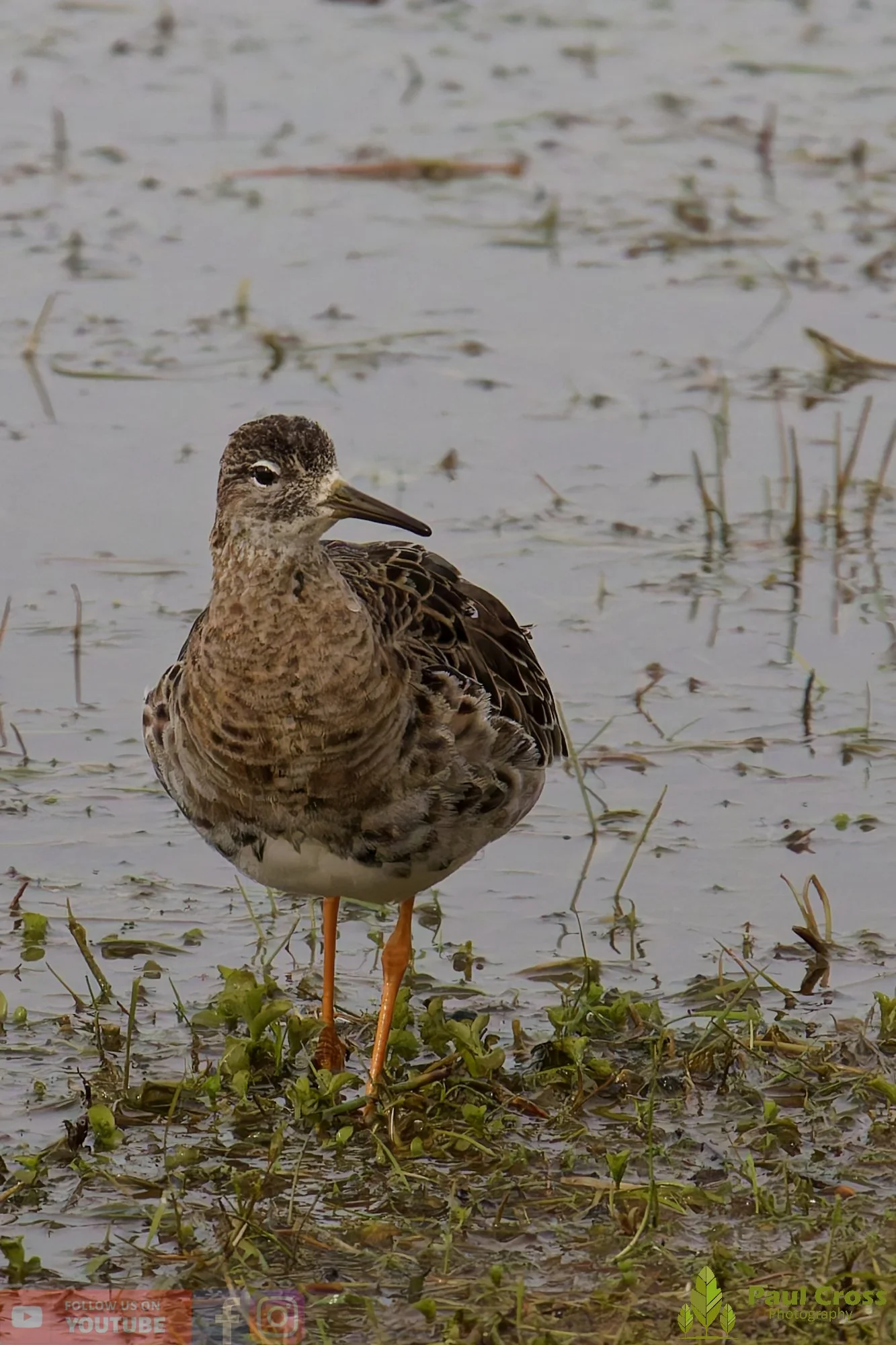 Ruff-00014.jpg