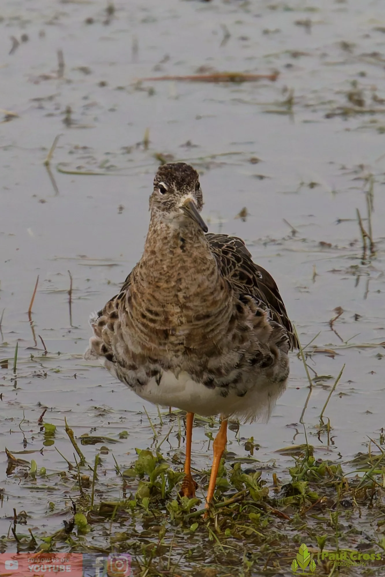 Ruff-00016.jpg