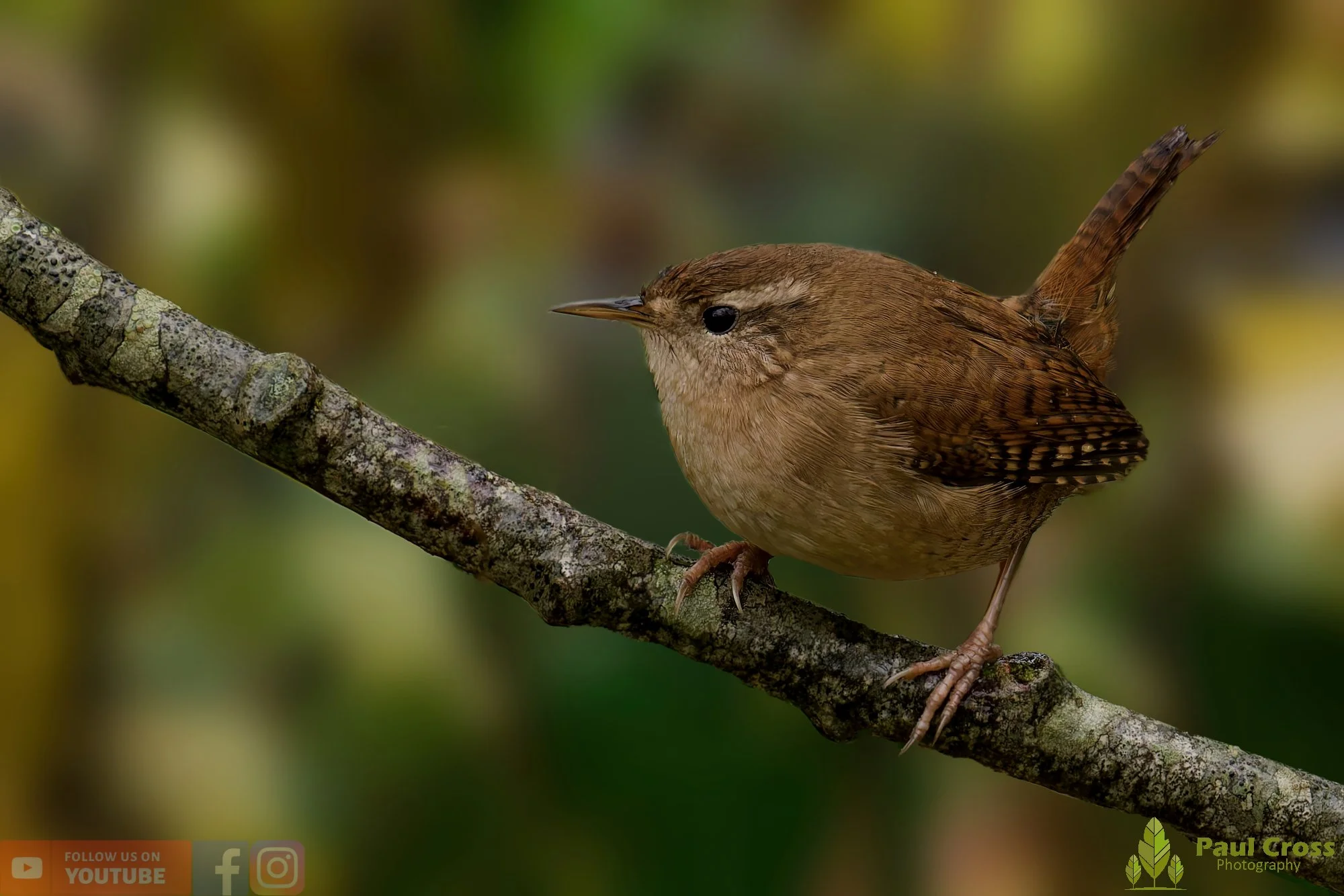 Wren-00404.jpg