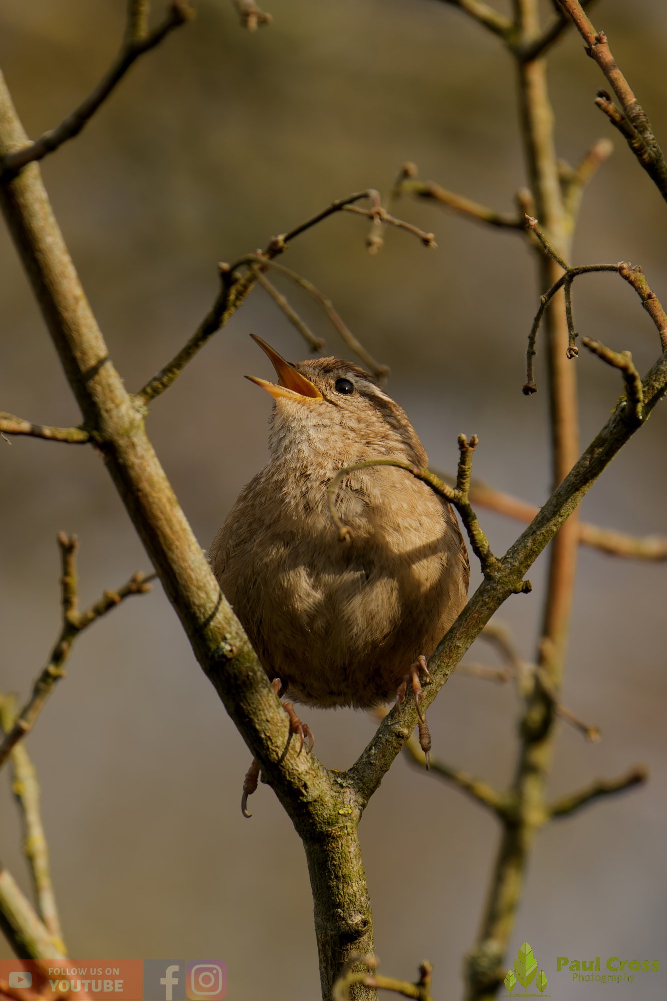 Wren-00597.jpg
