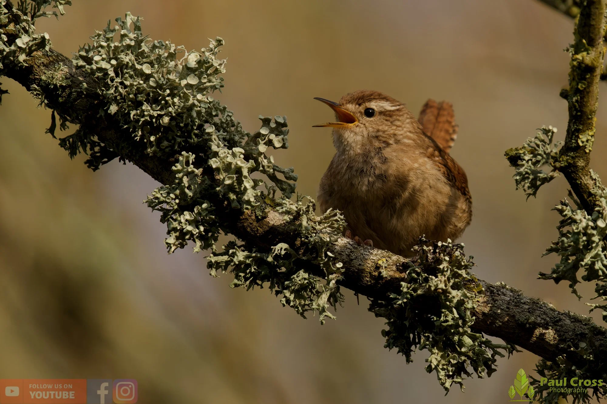 Wren-00599.jpg