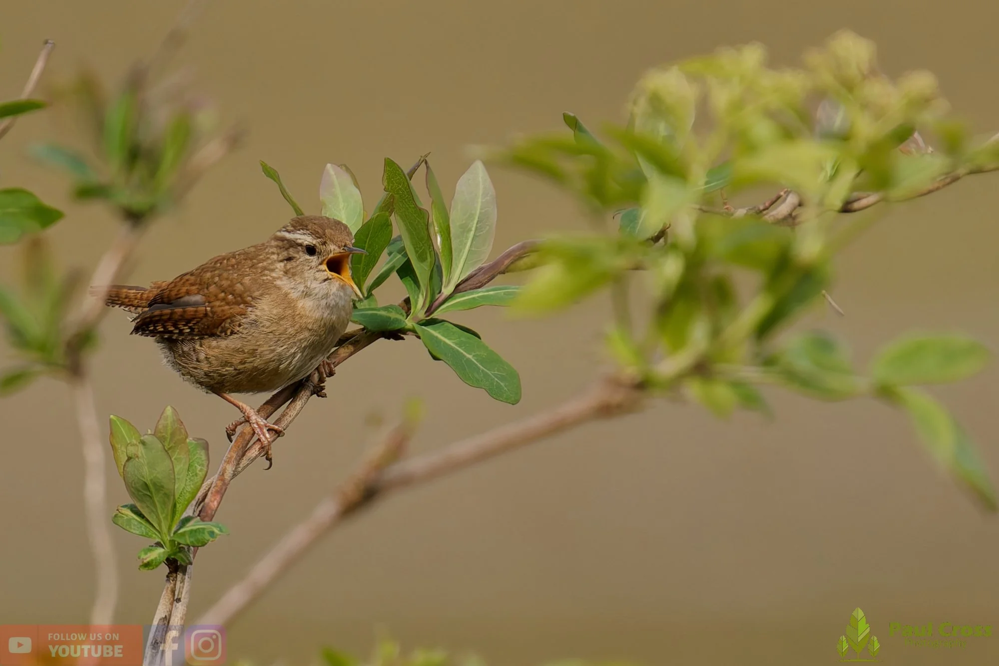 Wren-00601.jpg