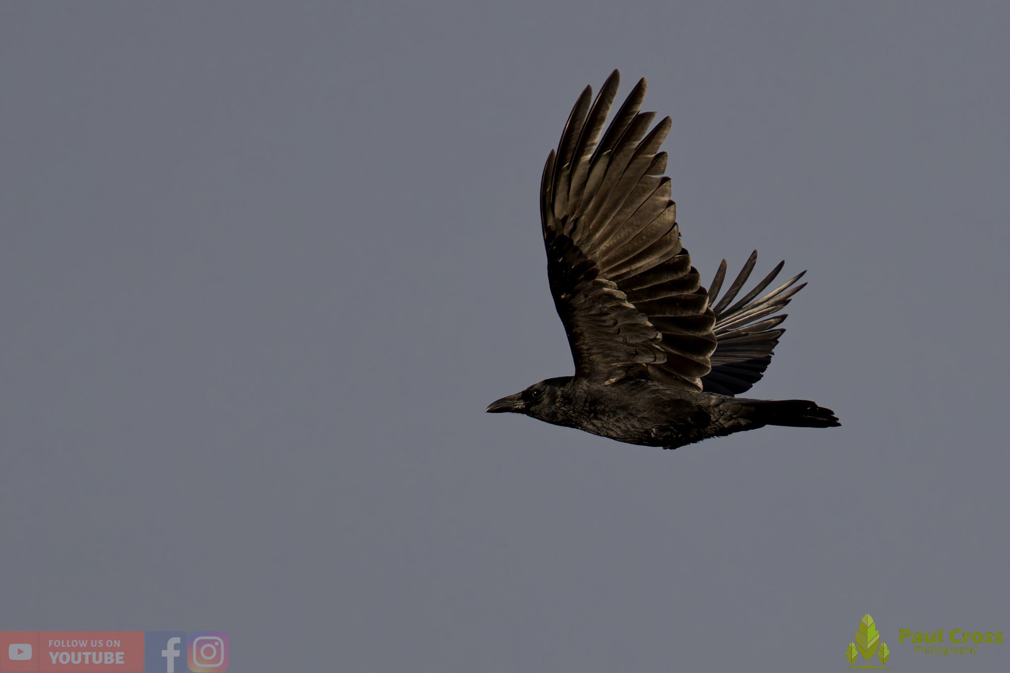 Carrion Crow-00134.jpg