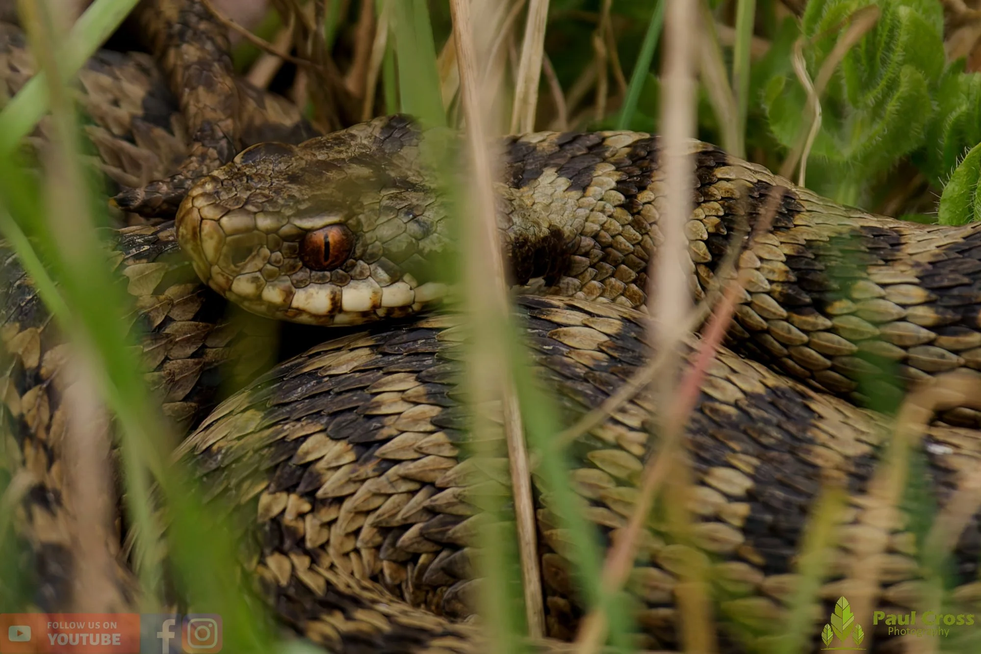 Common European Adder-00014.jpg