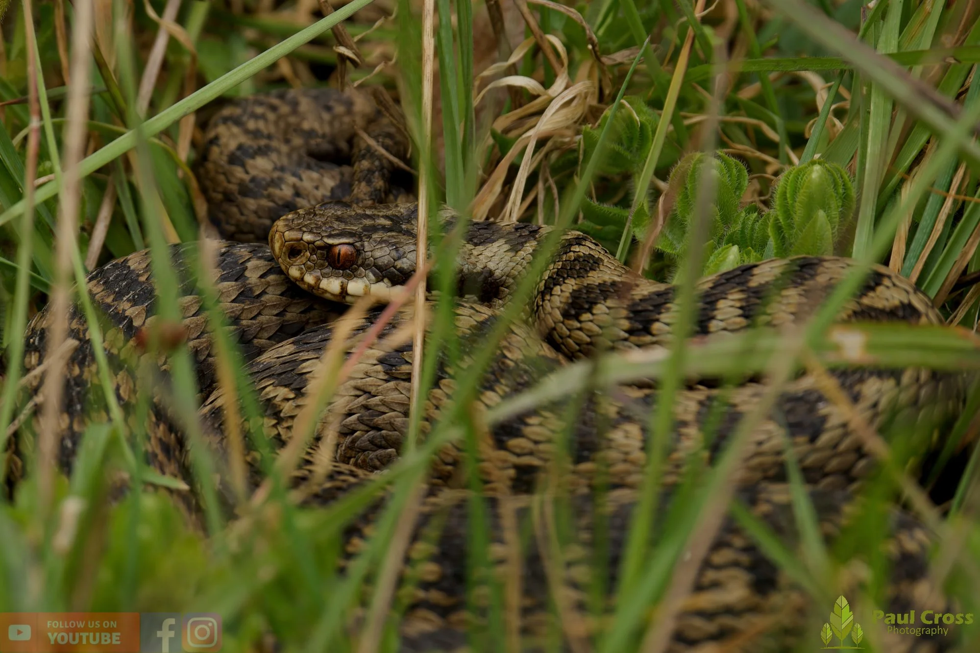 Common European Adder-00016.jpg