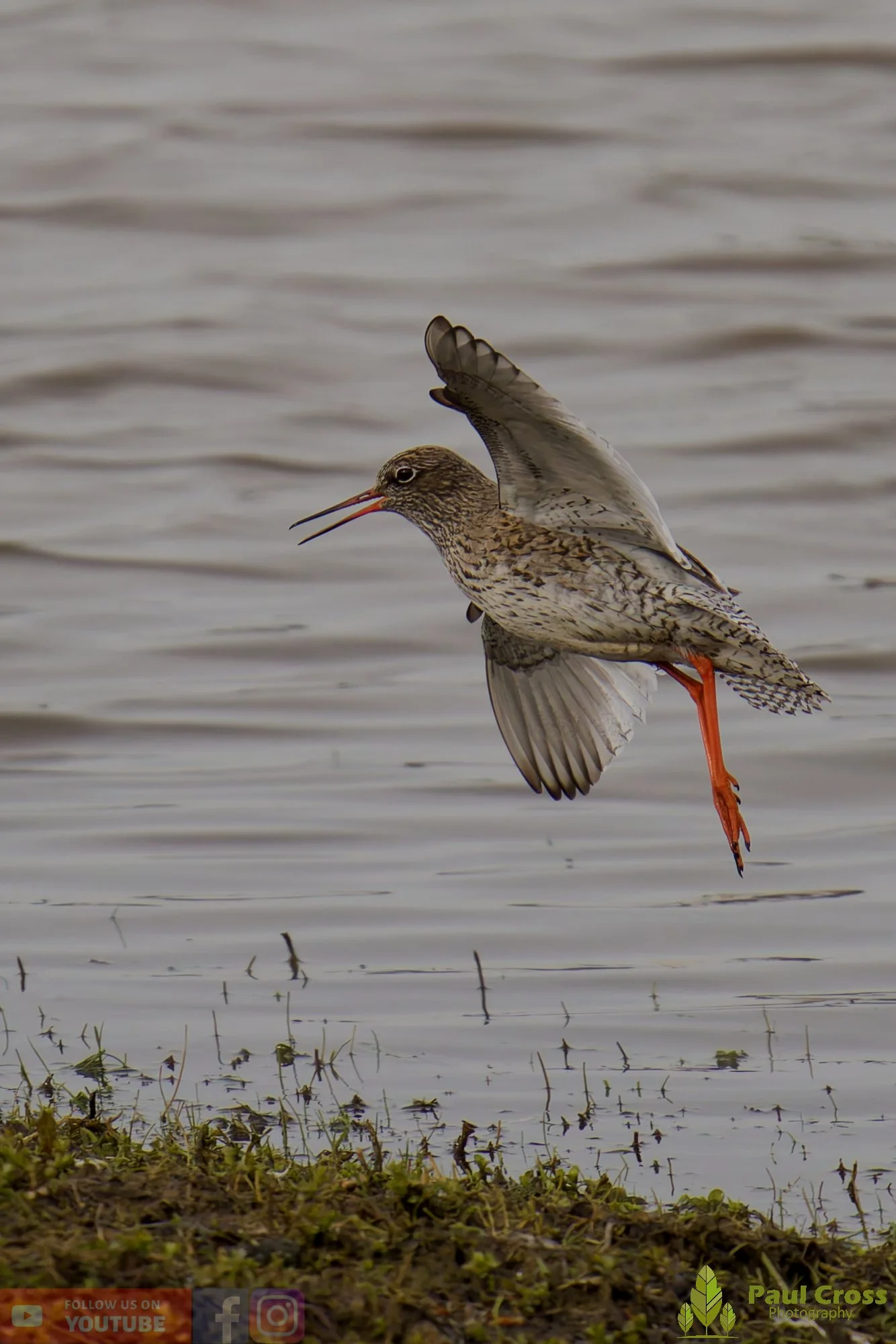 Common Redshank-00394.jpg