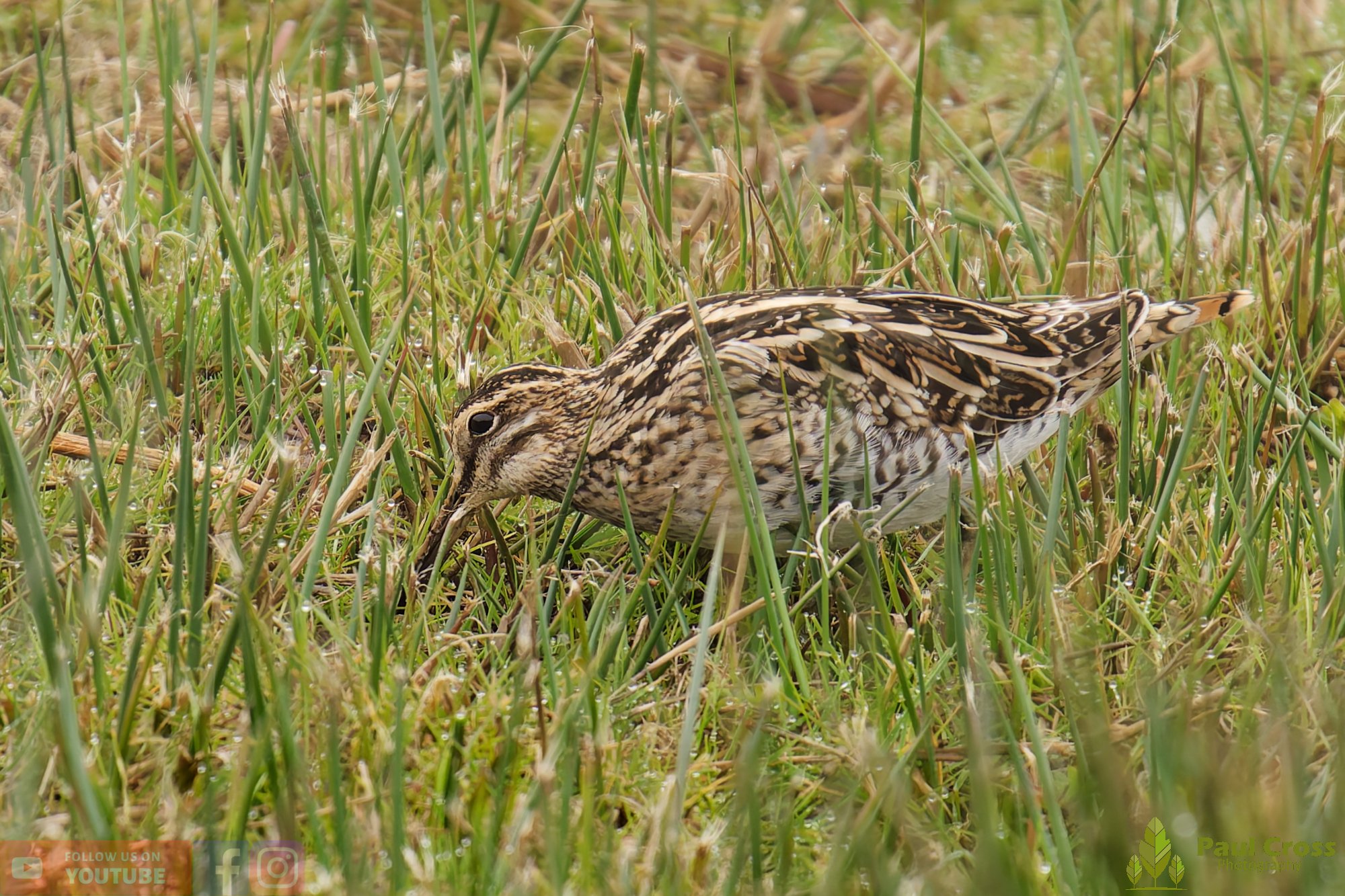 Common Snipe-00048.jpg