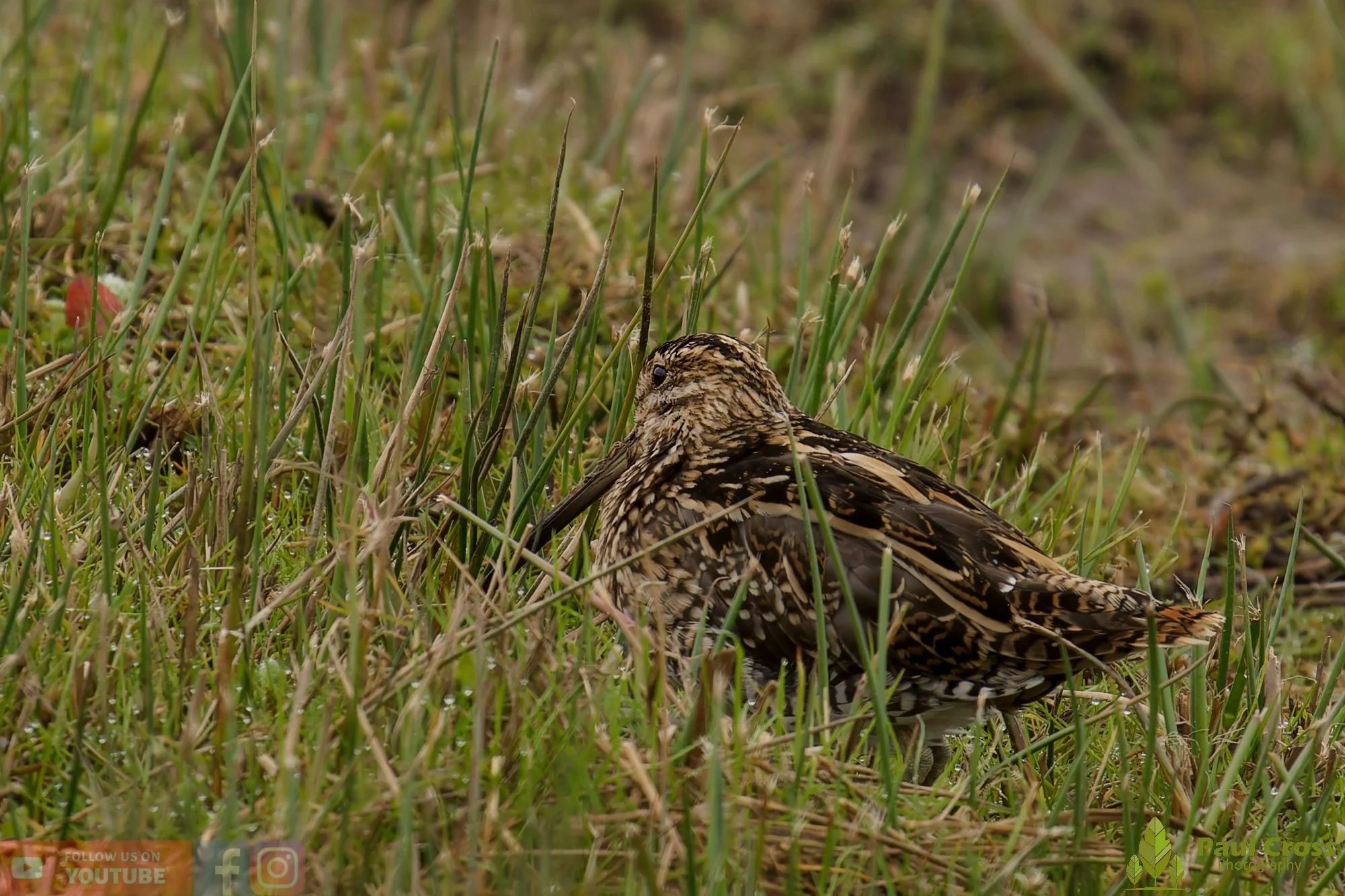 Common Snipe-00049.jpg