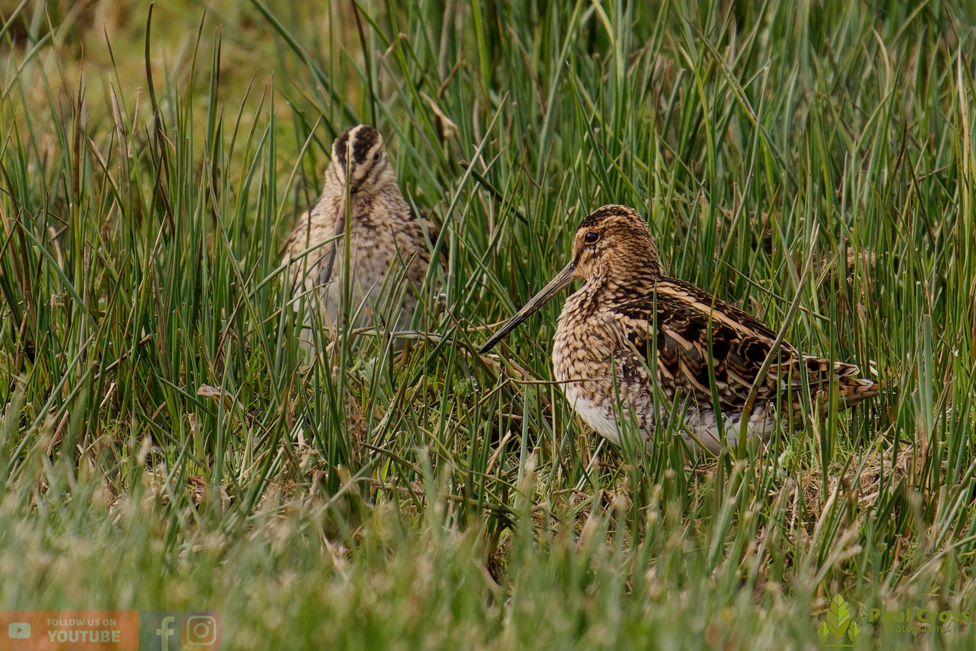 Common Snipe-00050.jpg