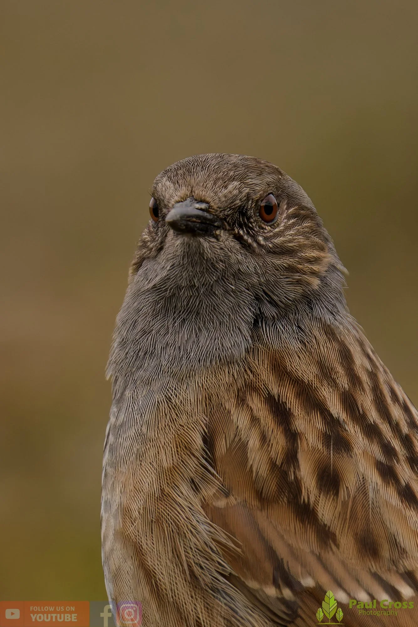 Hedge Accentor-00061.jpg