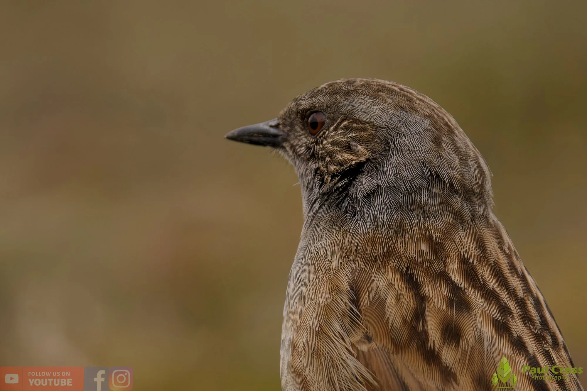 Hedge Accentor-00062.jpg
