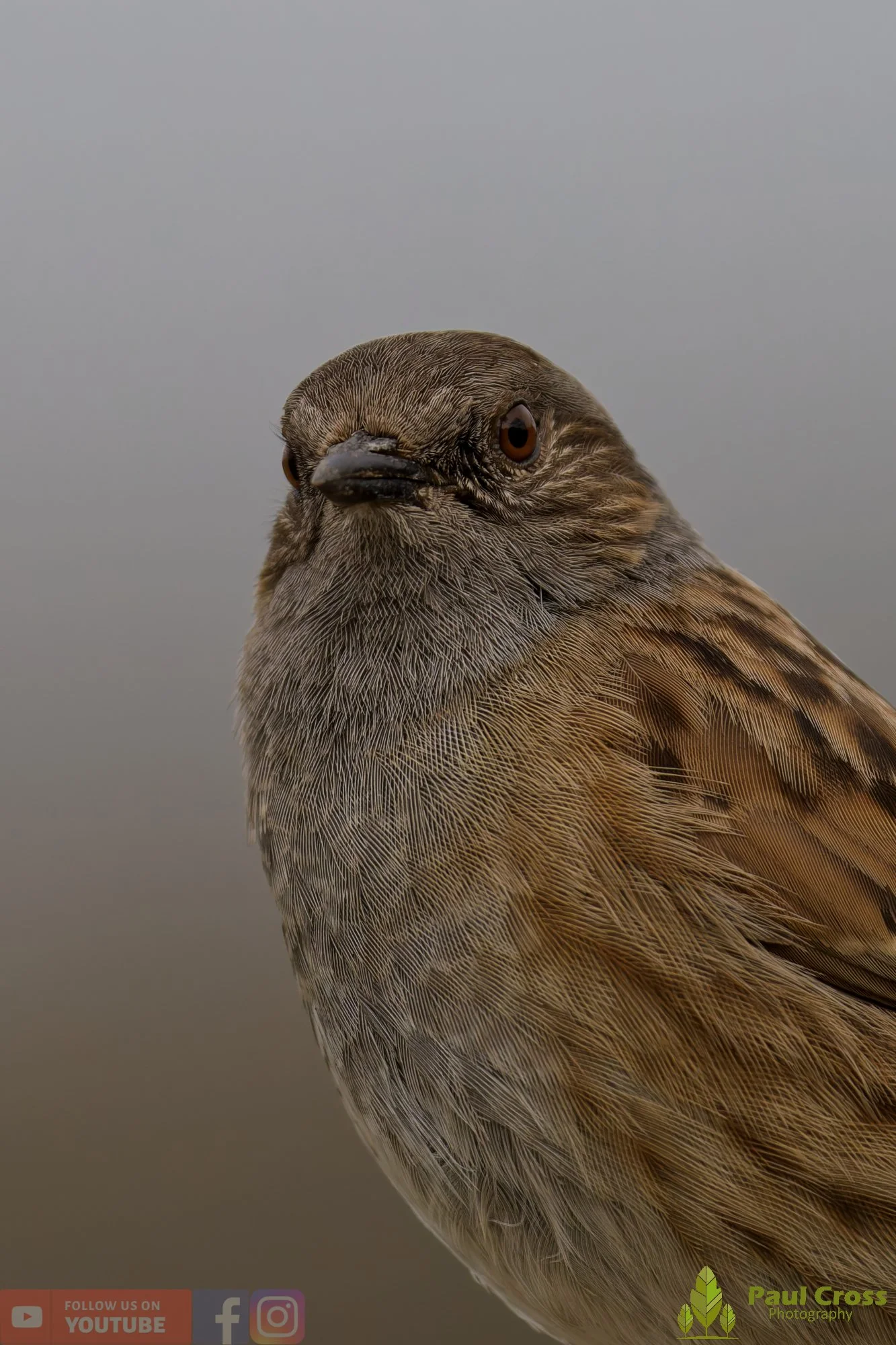 Hedge Accentor-00063.jpg
