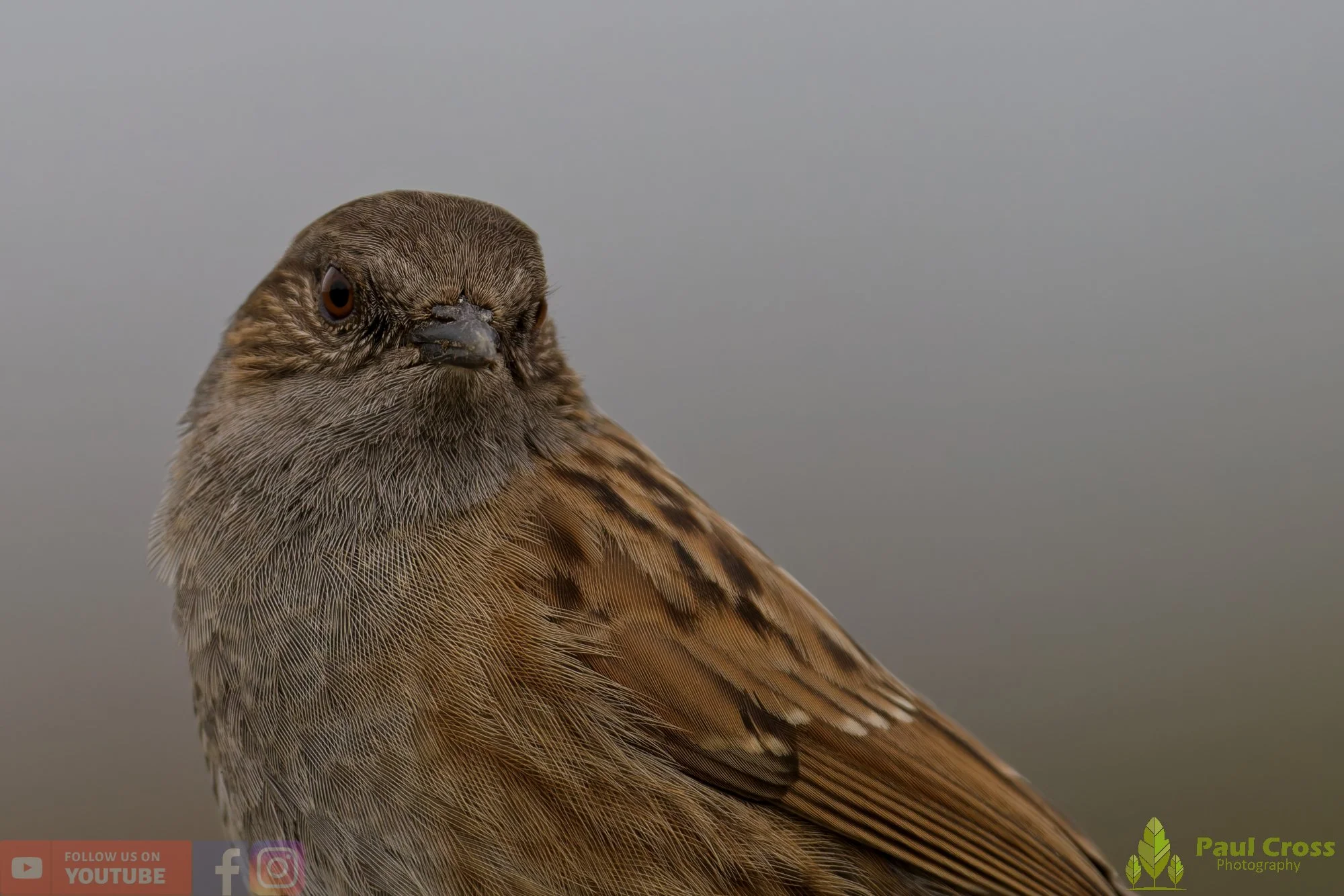 Hedge Accentor-00064.jpg