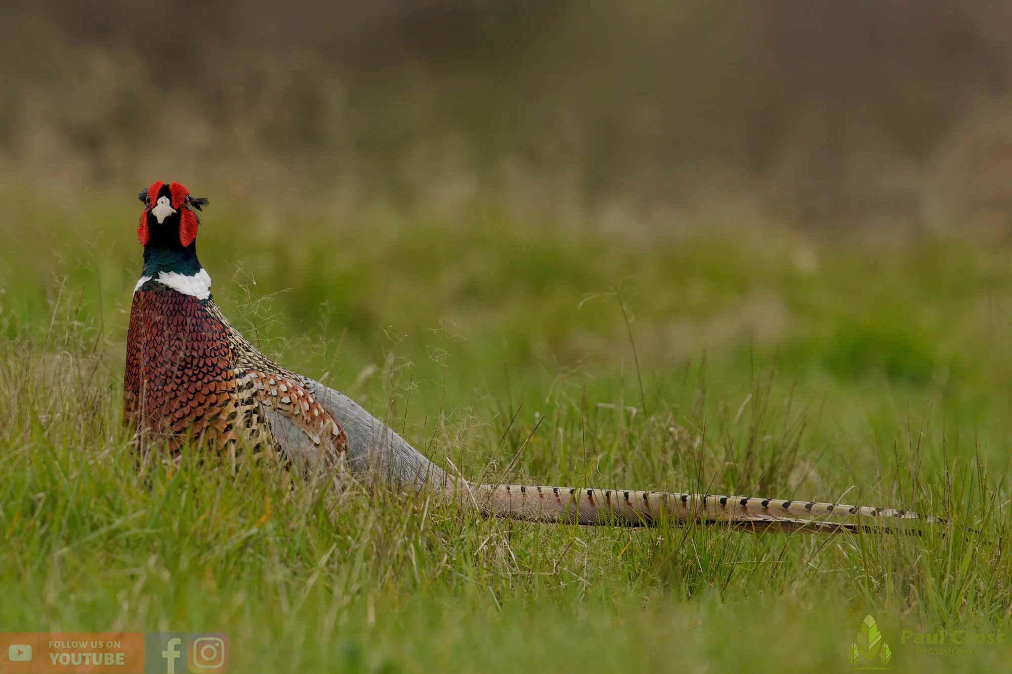 Pheasant-00144.jpg