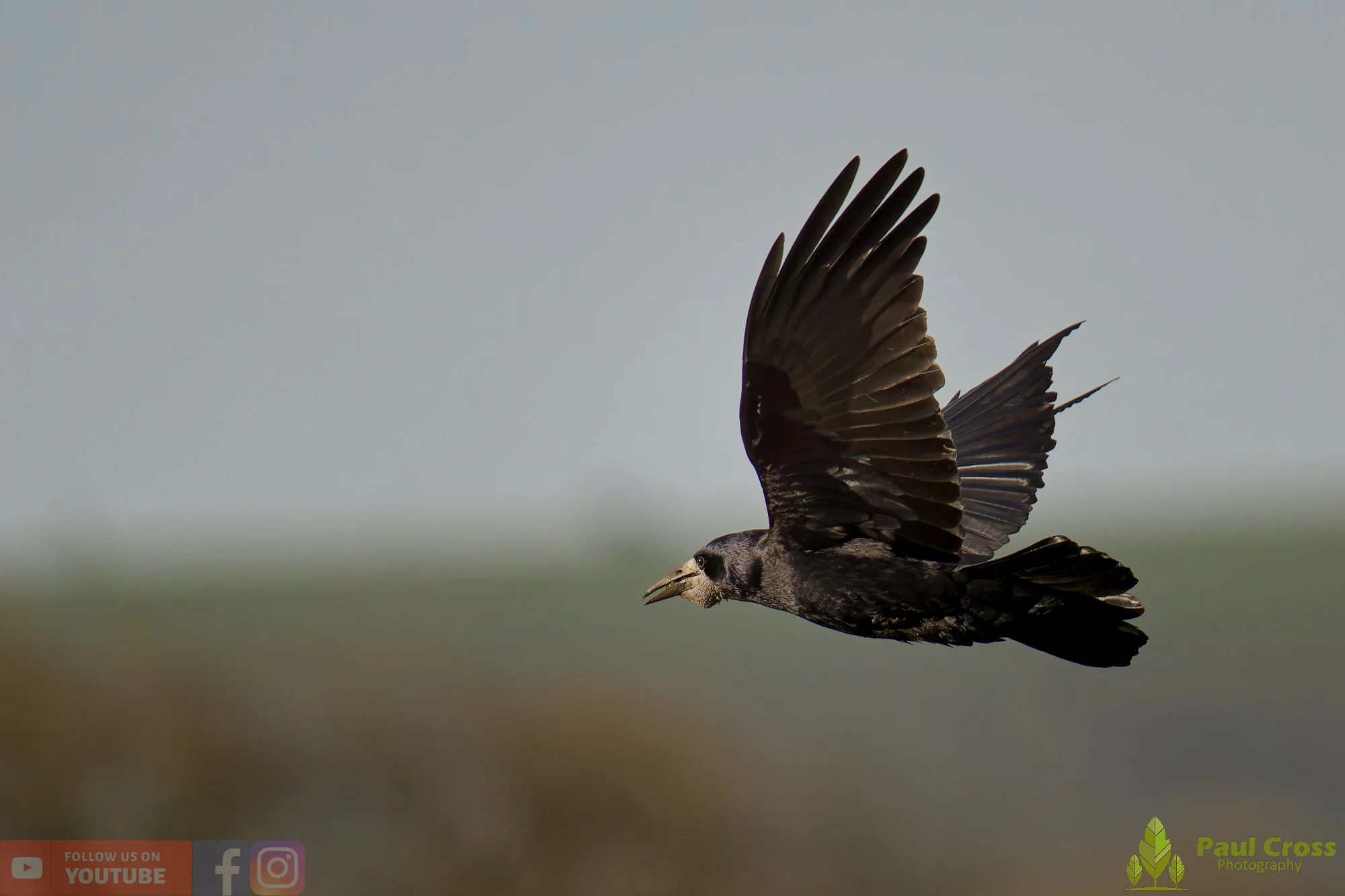 Rook-00004.jpg