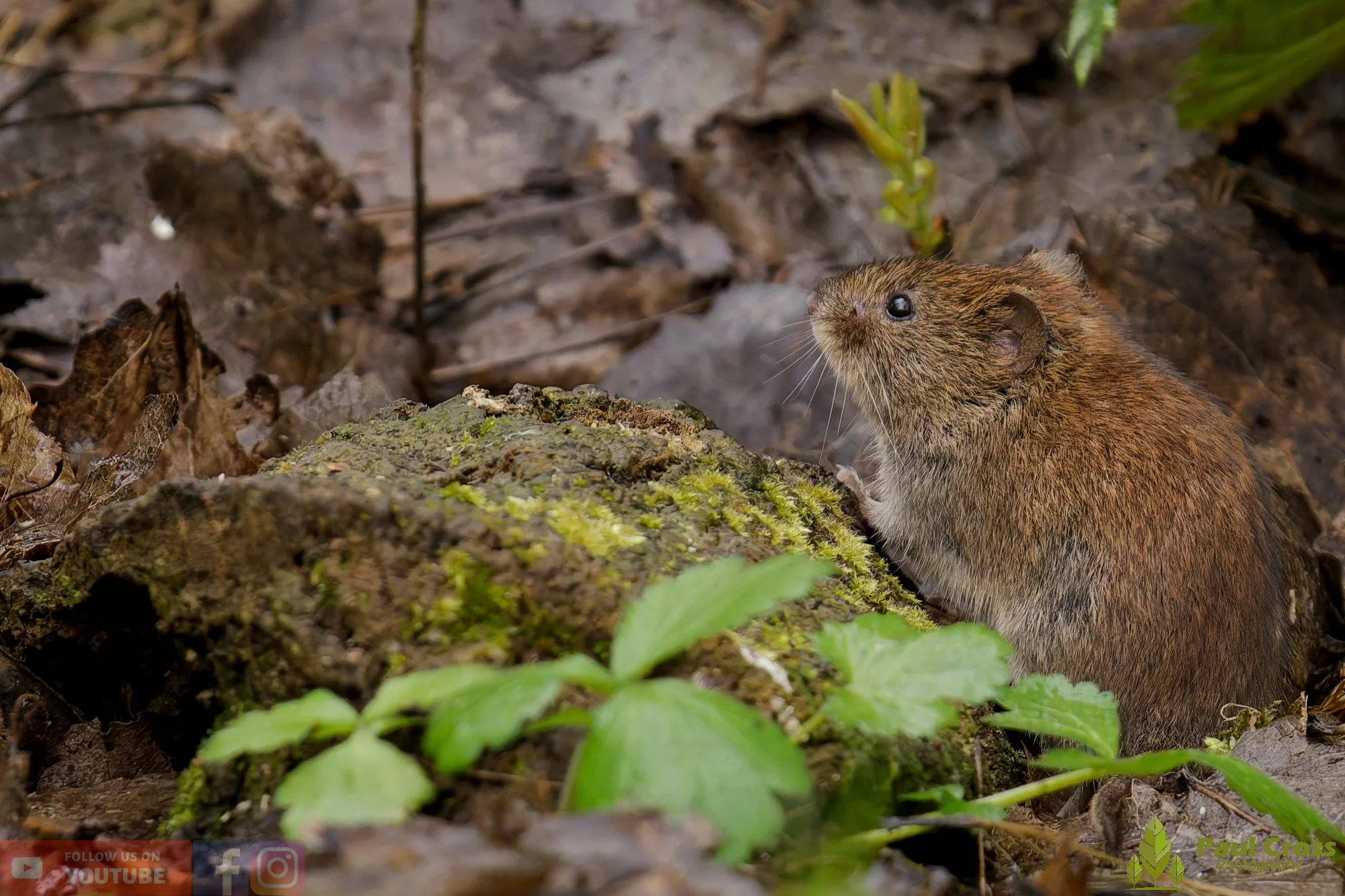 Bank Vole-00016.jpg