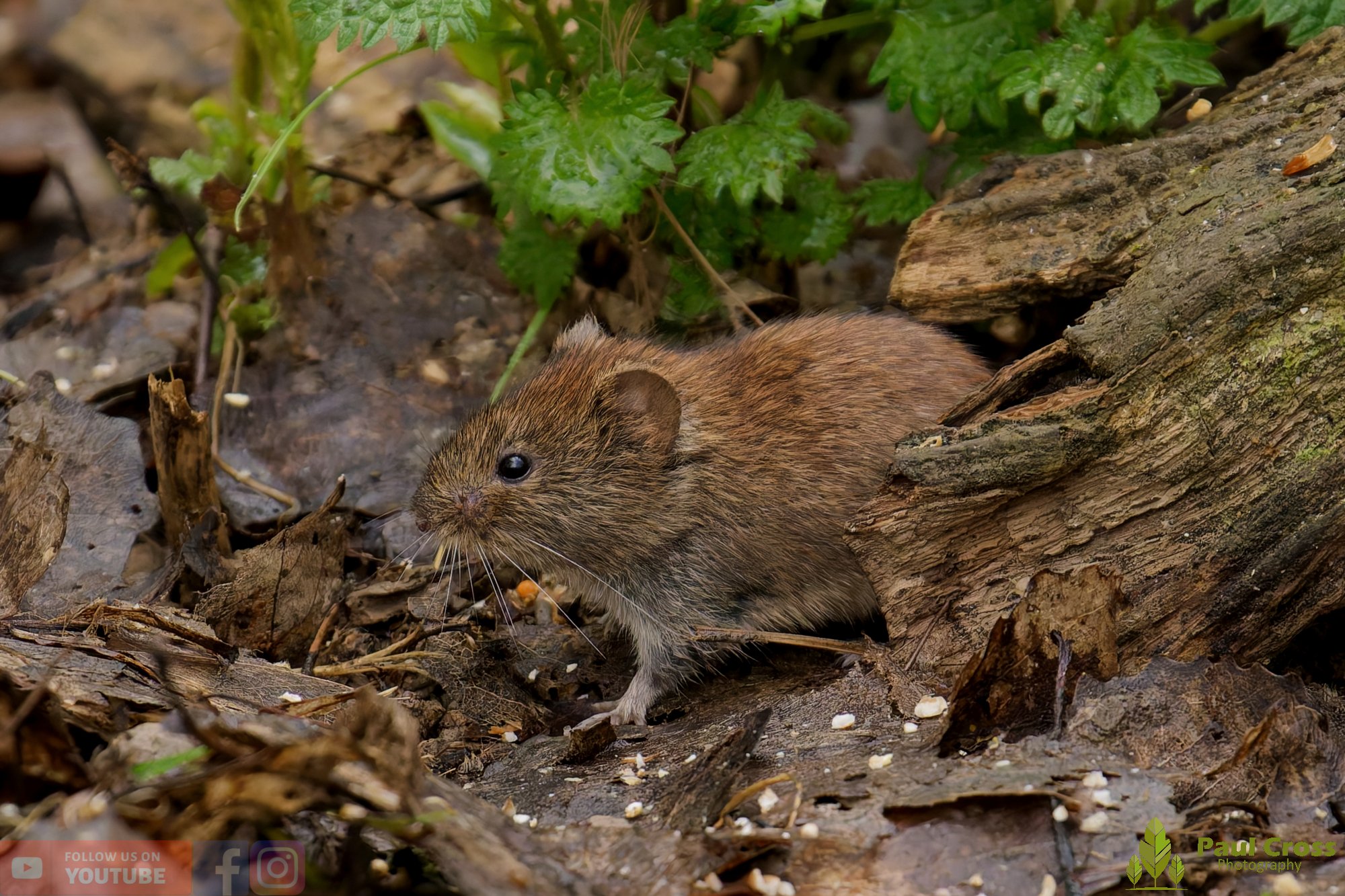 Bank Vole-00017.jpg