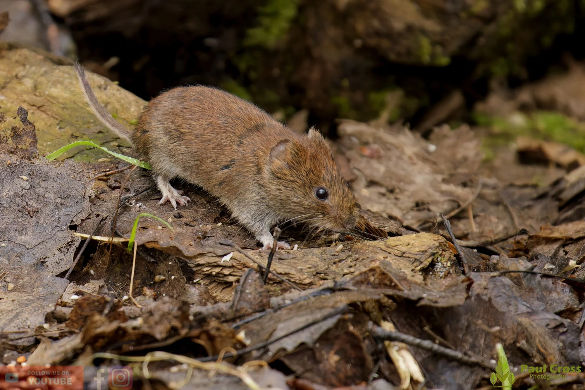 Bank Vole-00018.jpg
