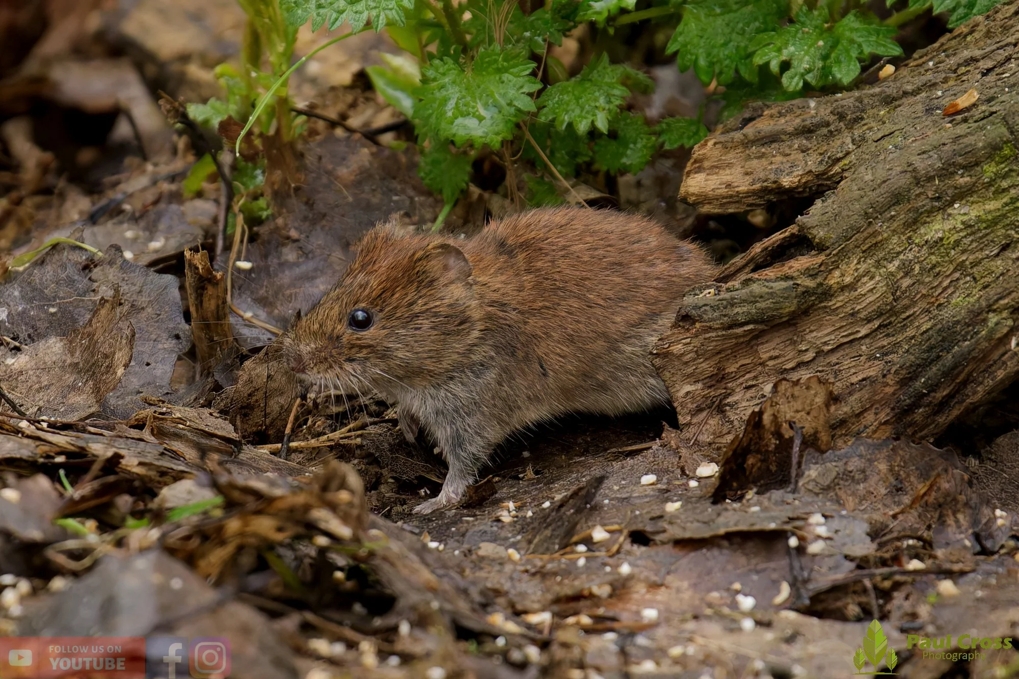 Bank Vole-00019.jpg