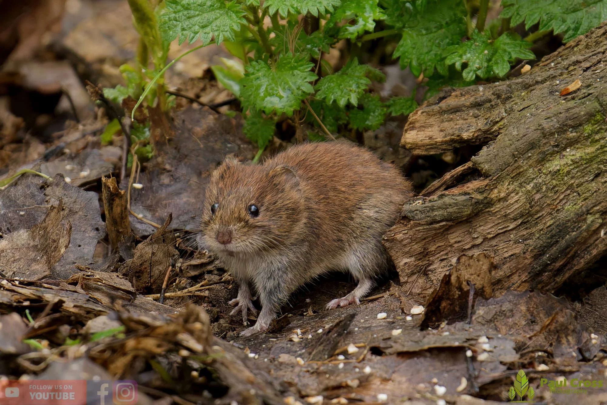 Bank Vole-00020.jpg
