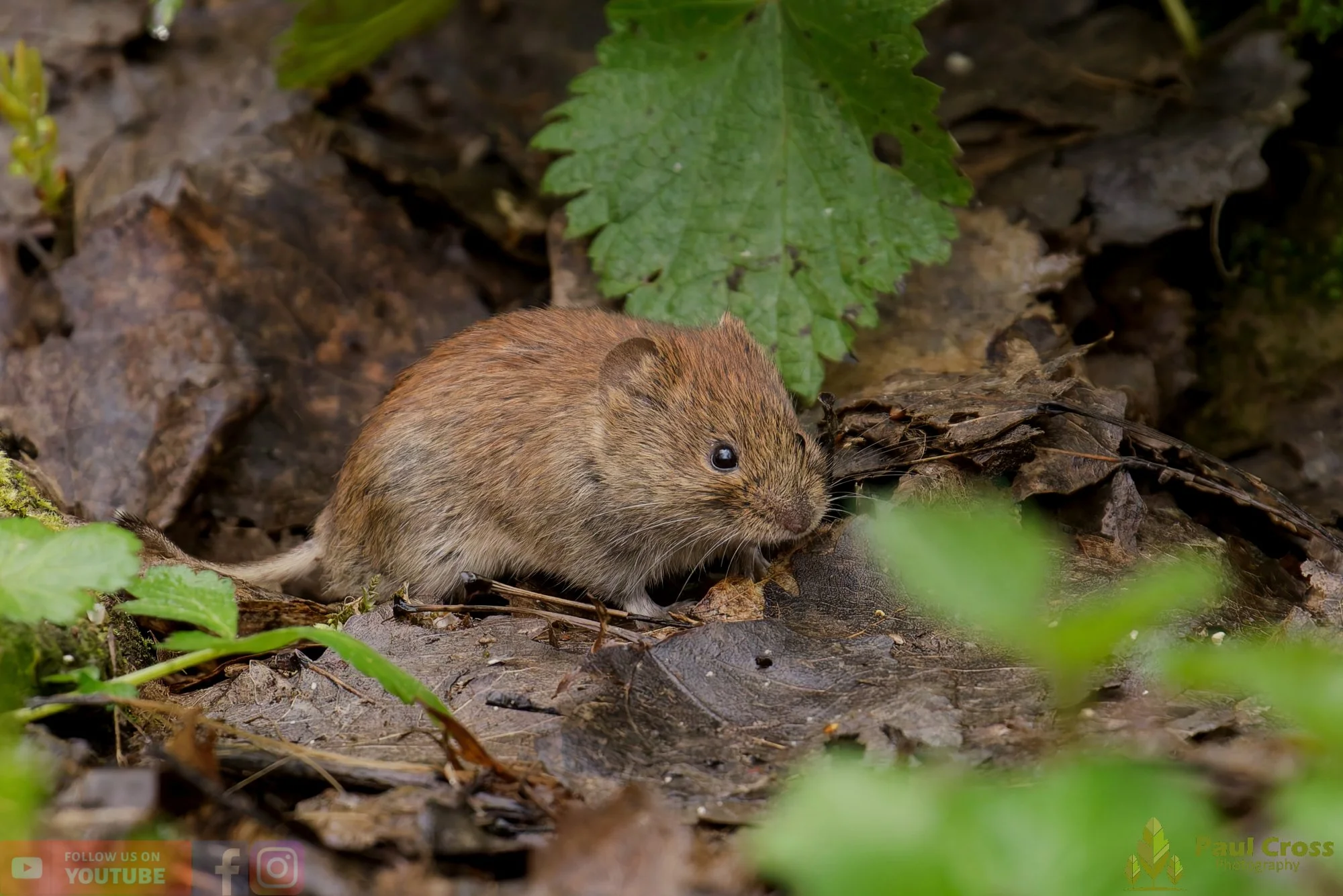 Bank Vole-00021.jpg