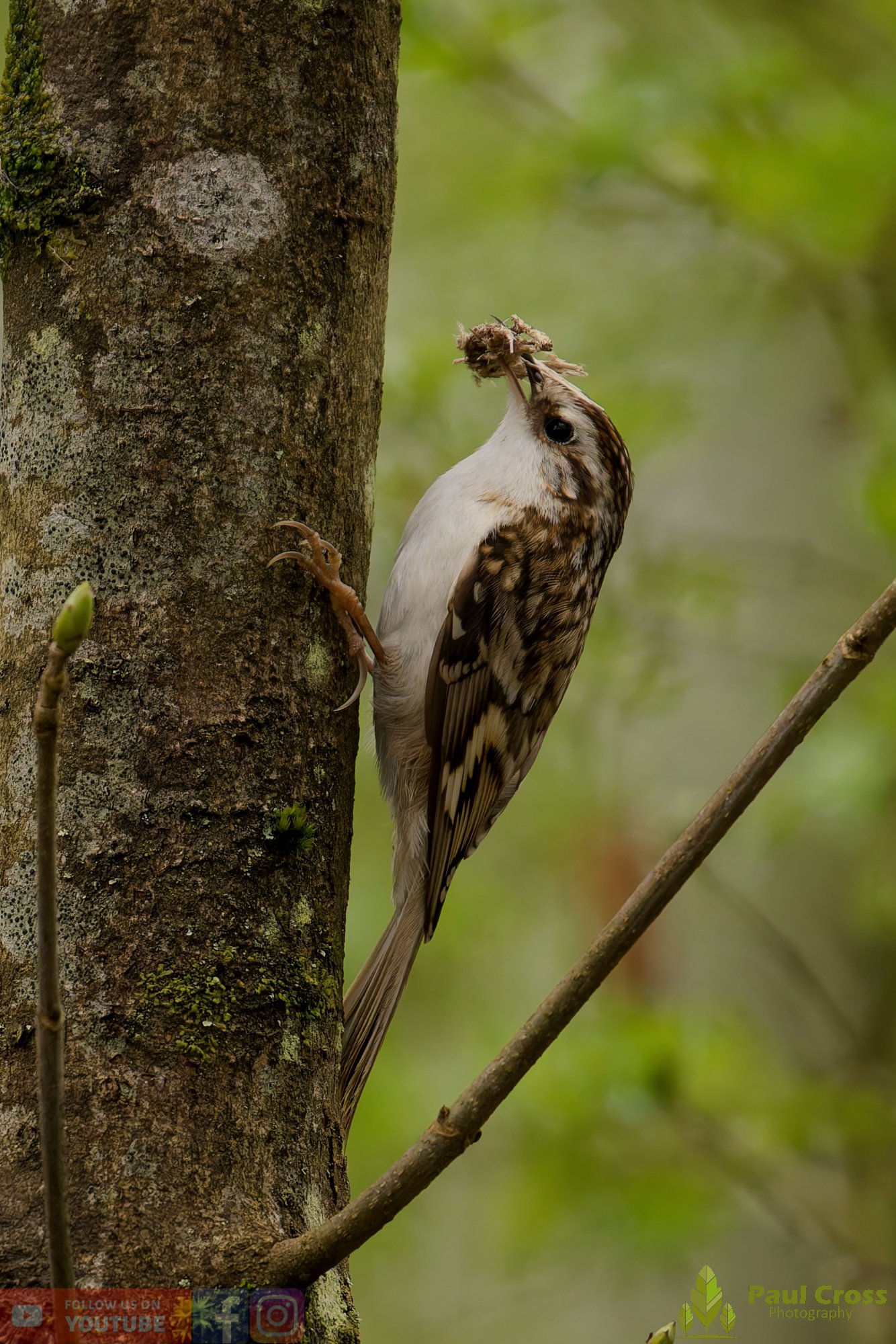 Treecreeper-00102.jpg
