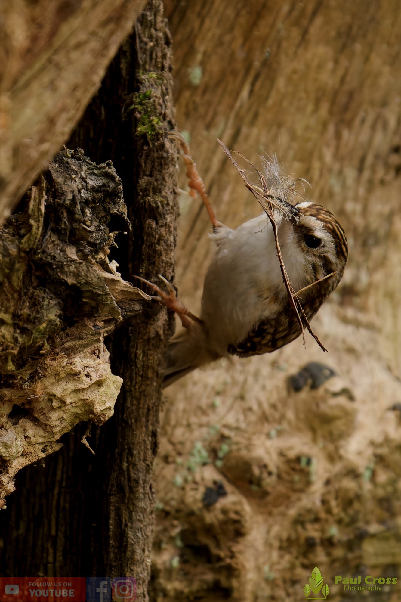 Treecreeper-00101.jpg