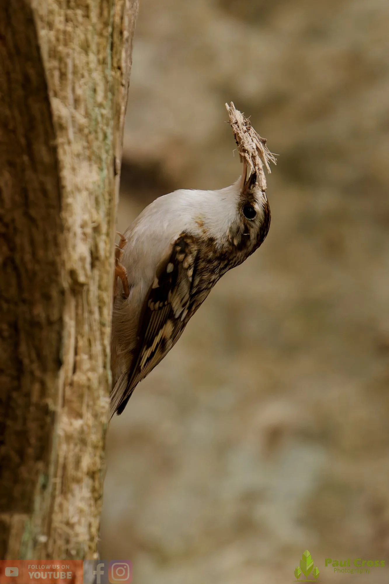 Treecreeper-00103.jpg