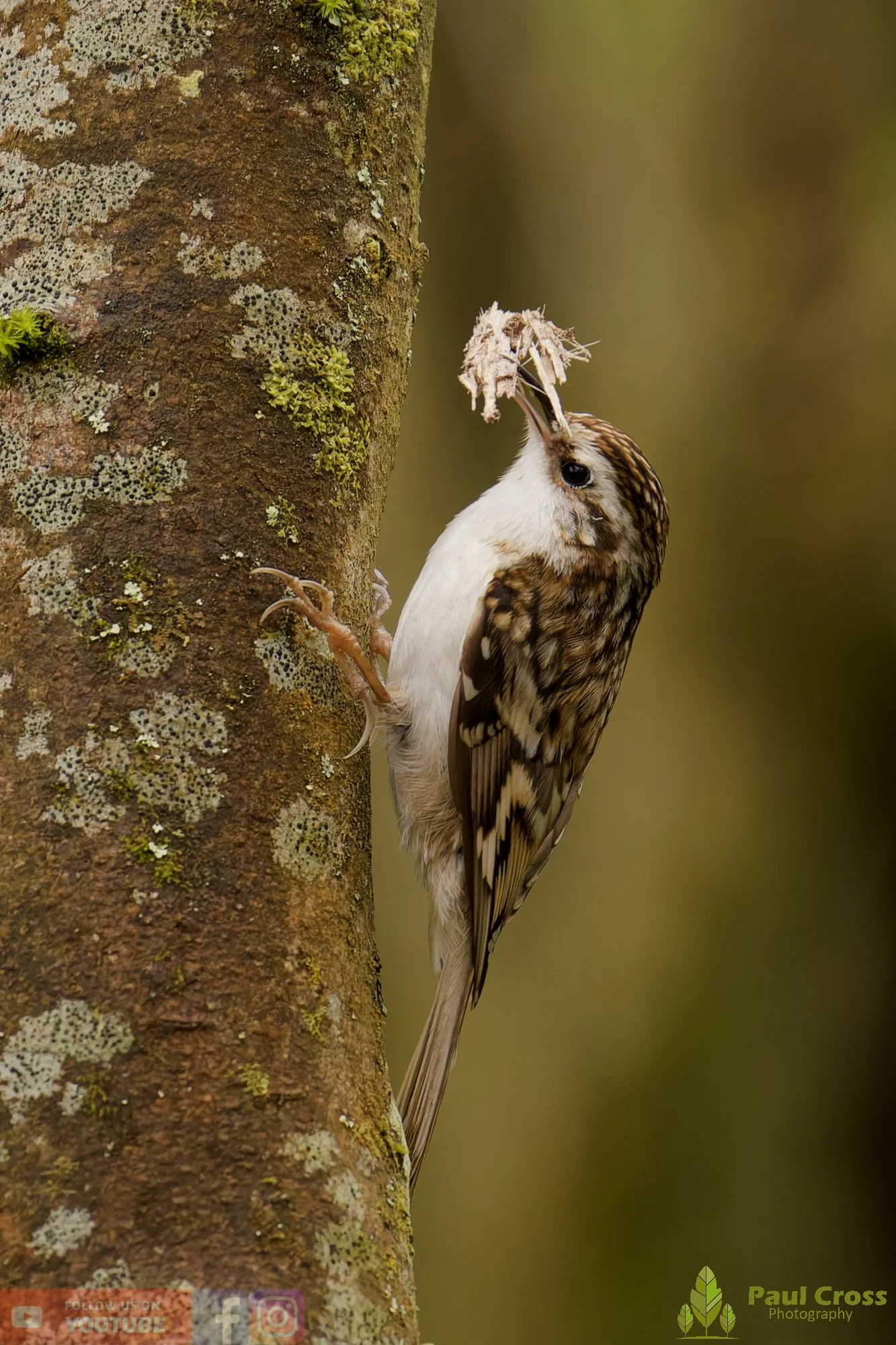 Treecreeper-00105.jpg