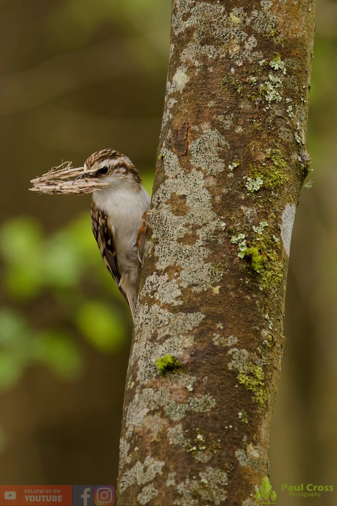 Treecreeper-00106.jpg