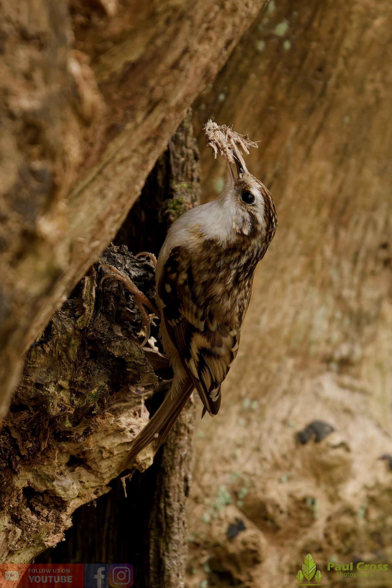 Treecreeper-00107.jpg