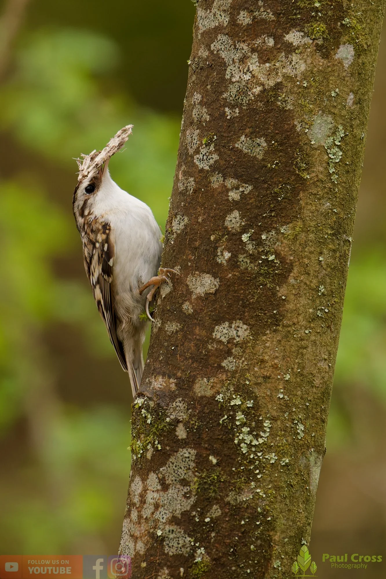Treecreeper-00108.jpg