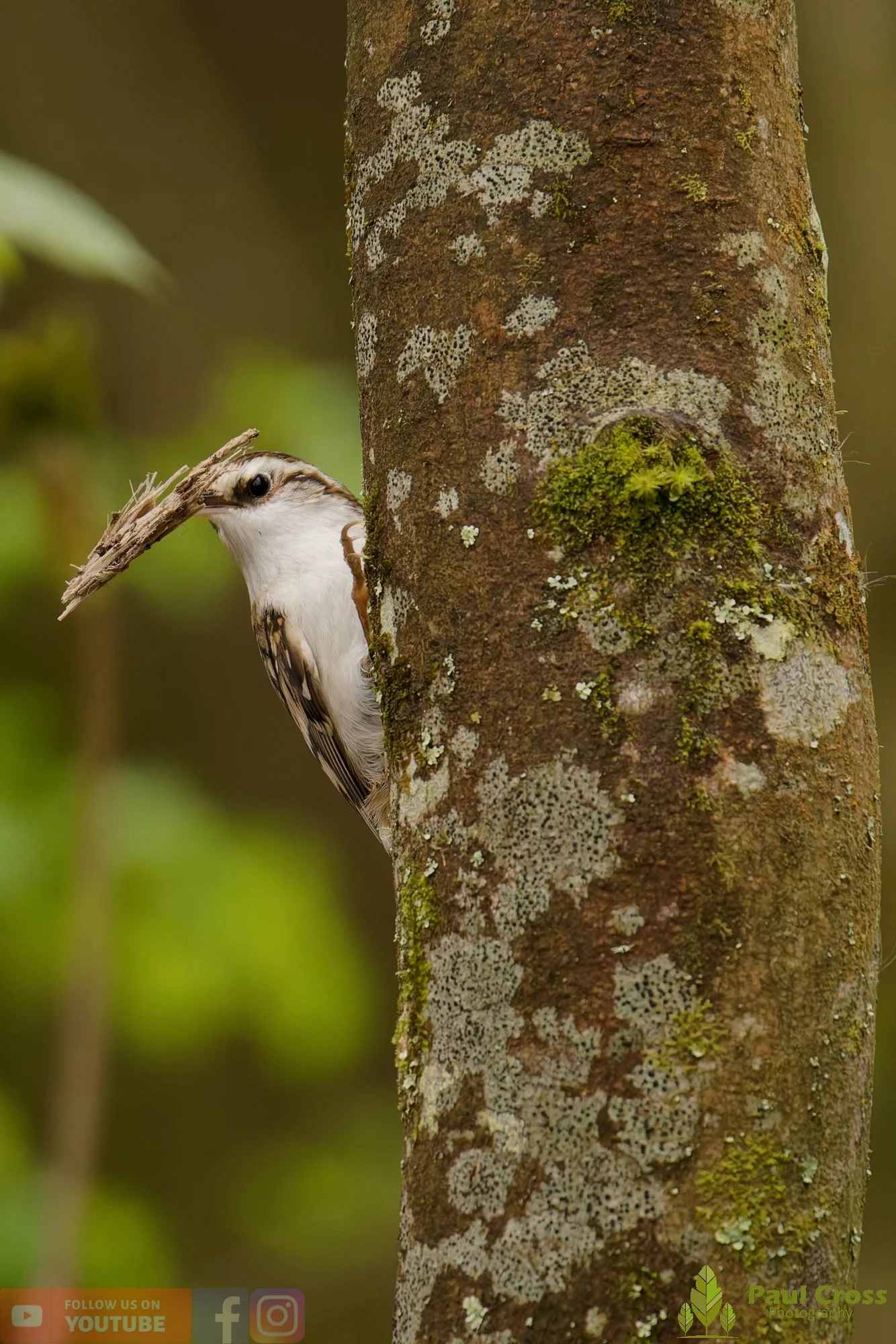 Treecreeper-00109.jpg