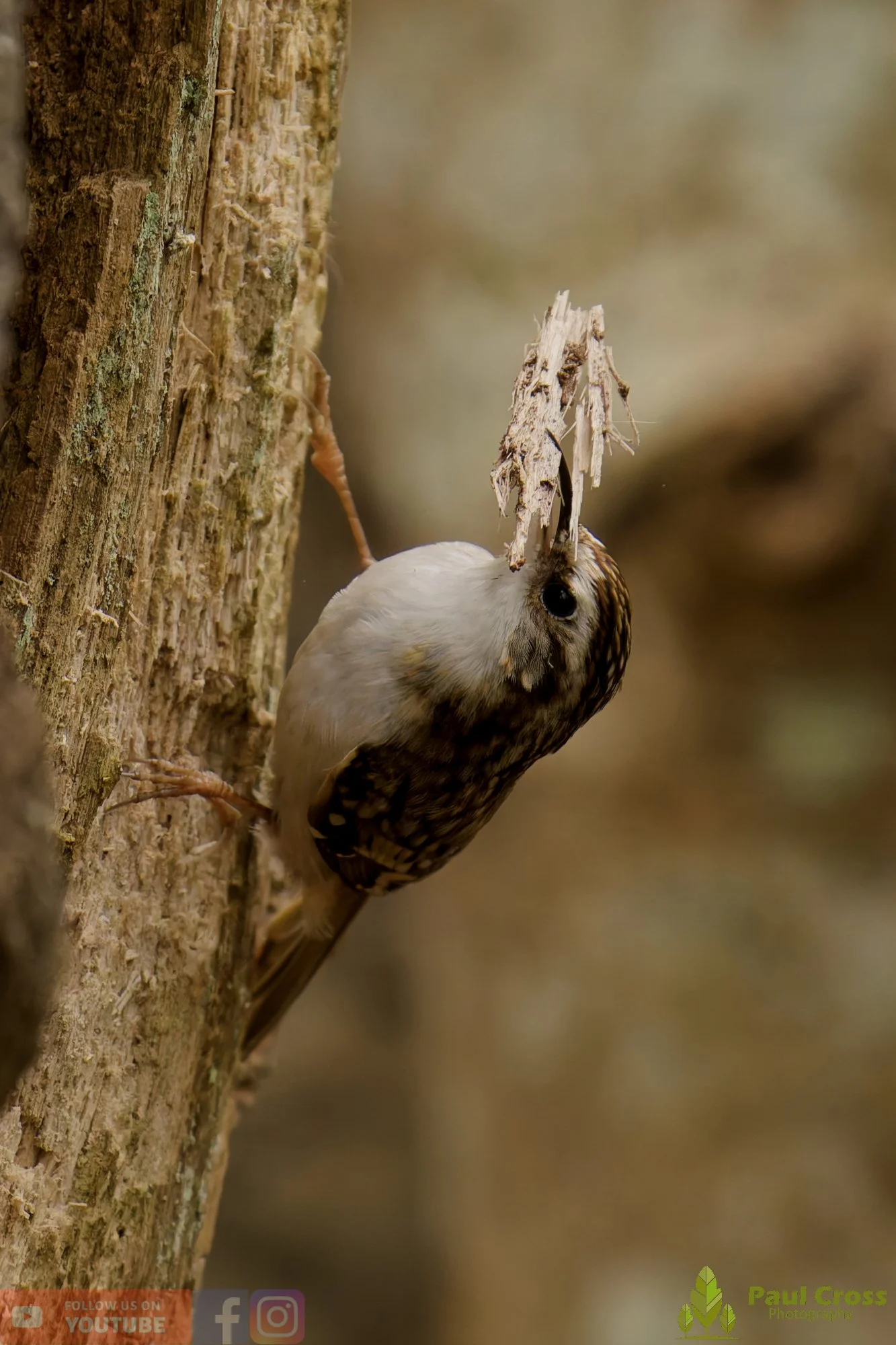 Treecreeper-00110.jpg