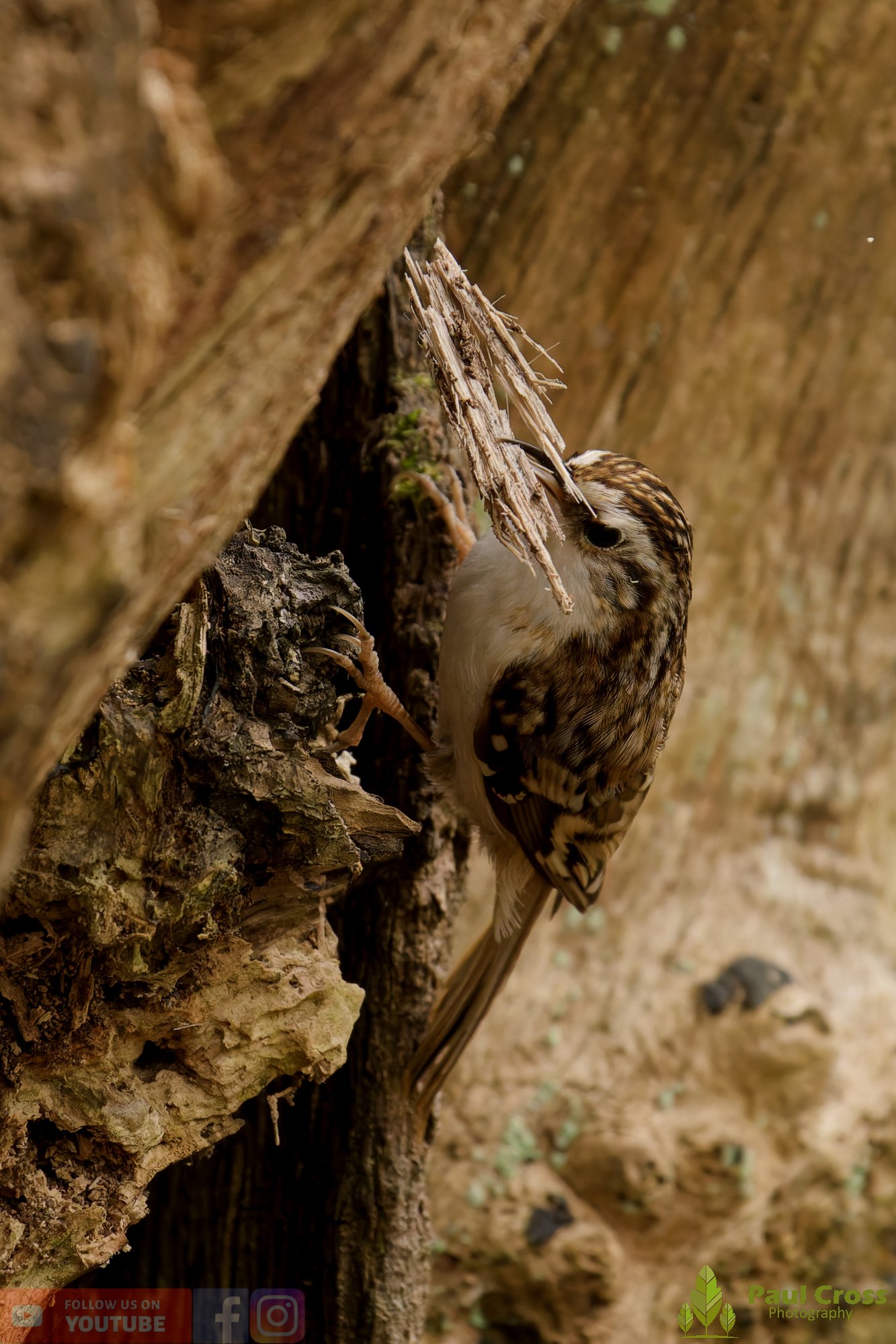 Treecreeper-00111.jpg