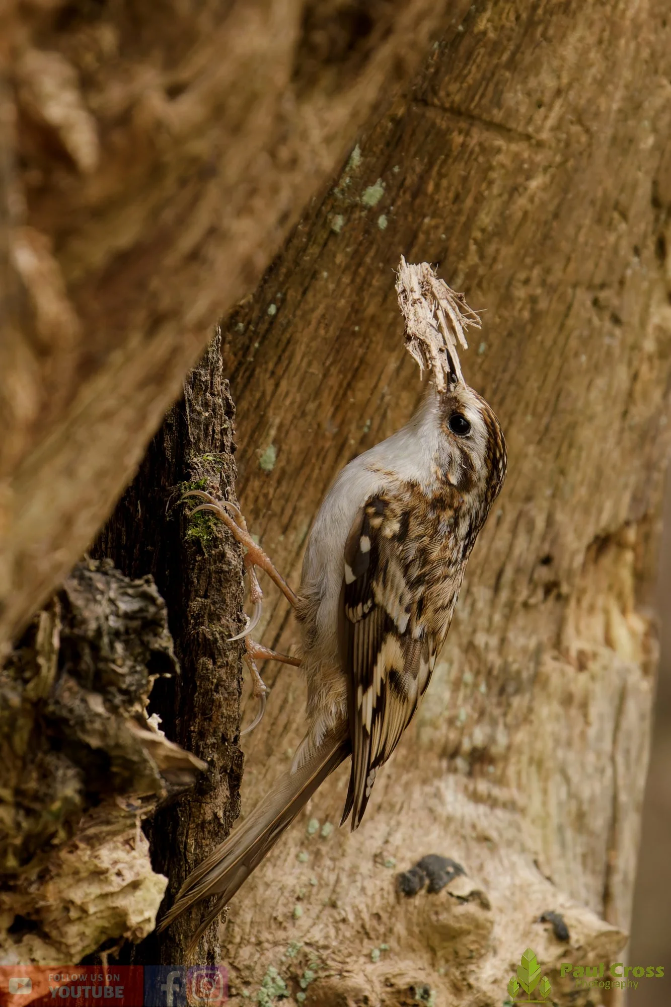 Treecreeper-00113.jpg